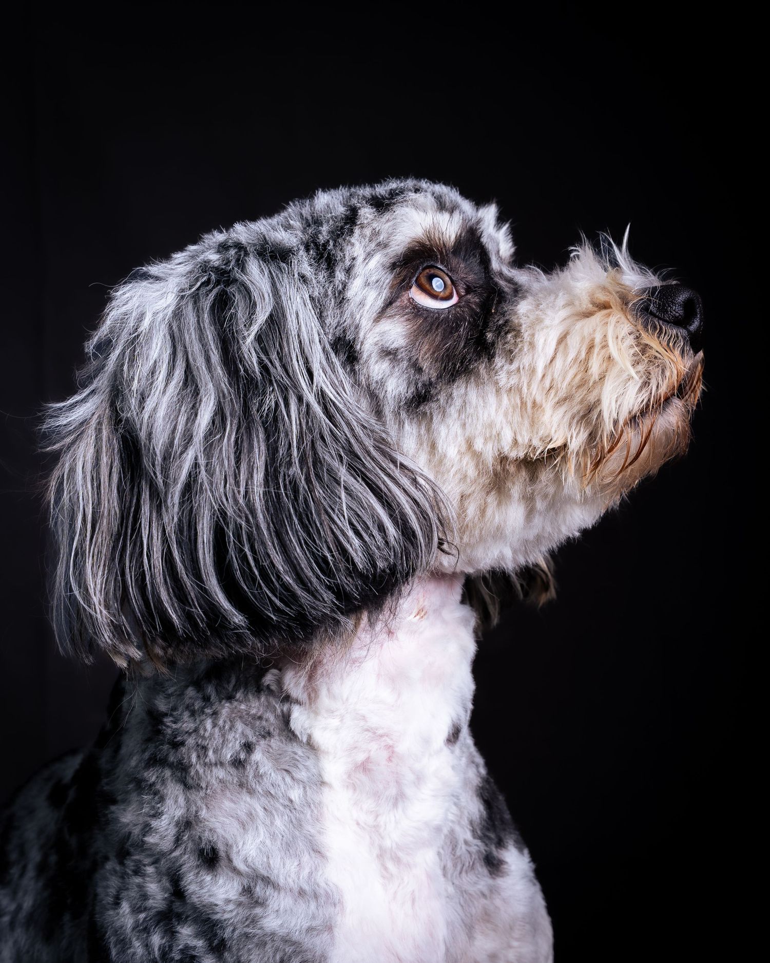A shaggy black and white dog shown in profile views against a dark background with an alert expression.