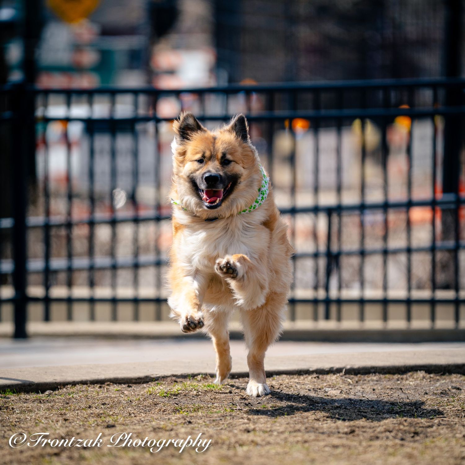 A small Pomeranian dog runs and plays energetically in an outdoor area with a metal fence in the background.