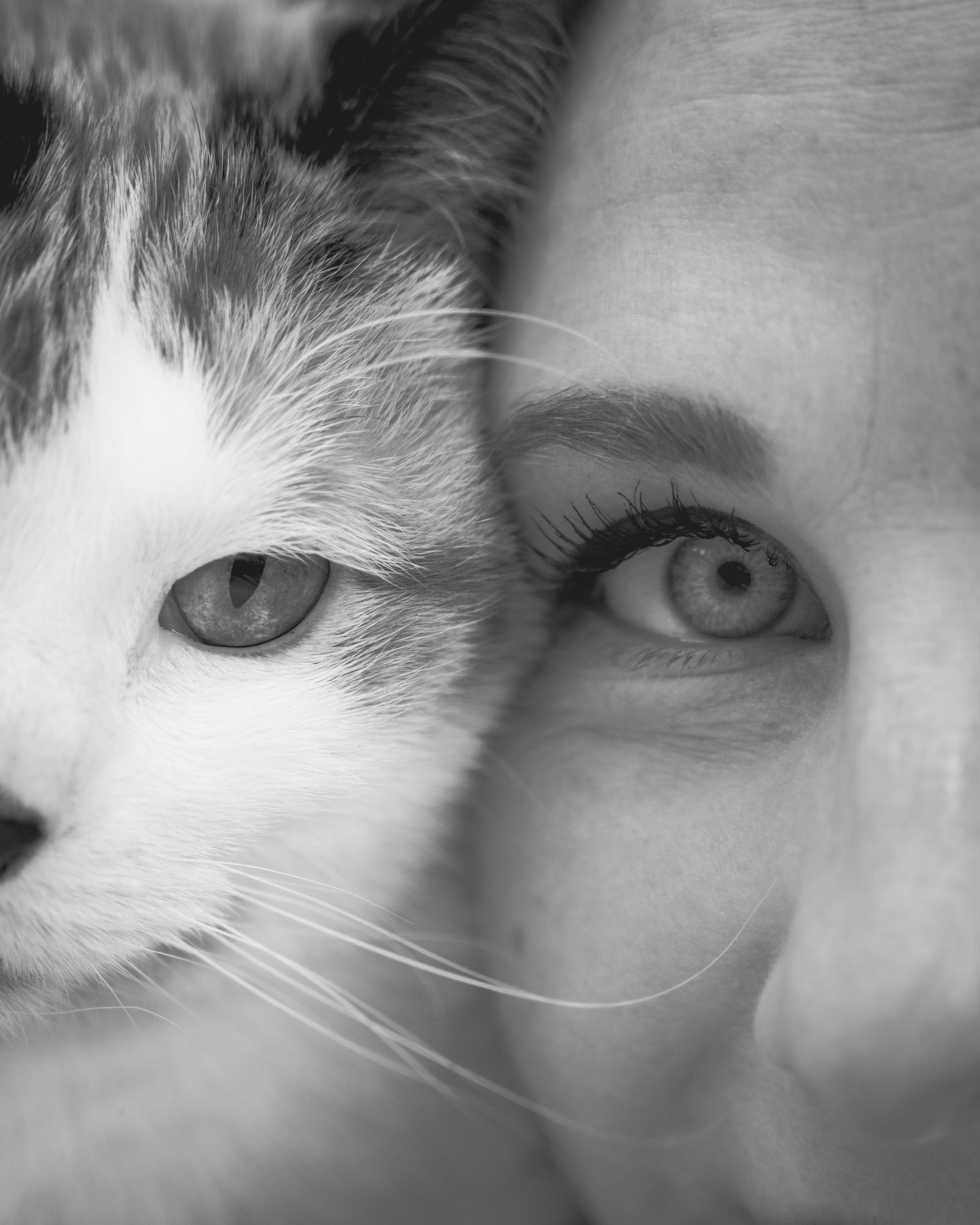 A dramatic black and white close-up of an eye blended with a cat's eye showing half of each in soft focus.