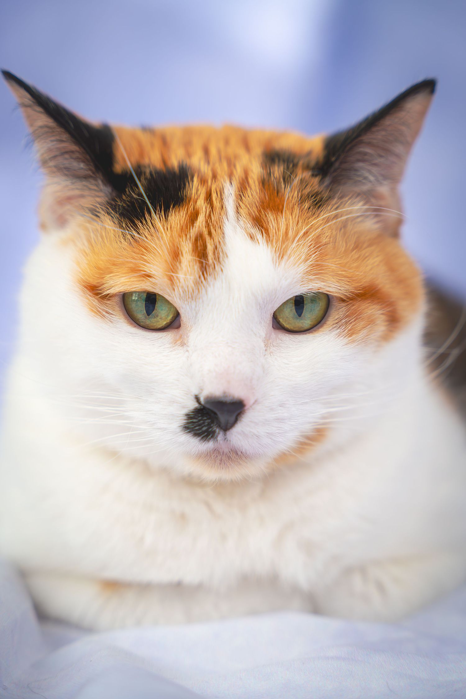 Close-up portraits of a calico cat with orange and white fur showing different angles of its face against a blue background.