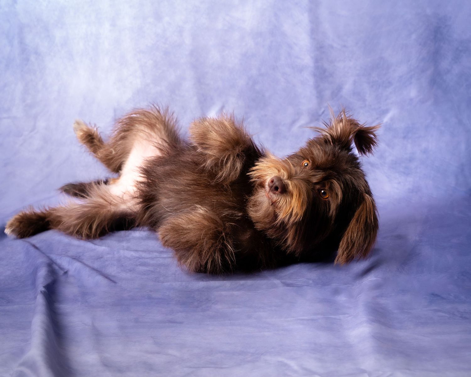 A brown and white Cavalier King Charles Spaniel dog lies in various playful poses against a blue backdrop.
