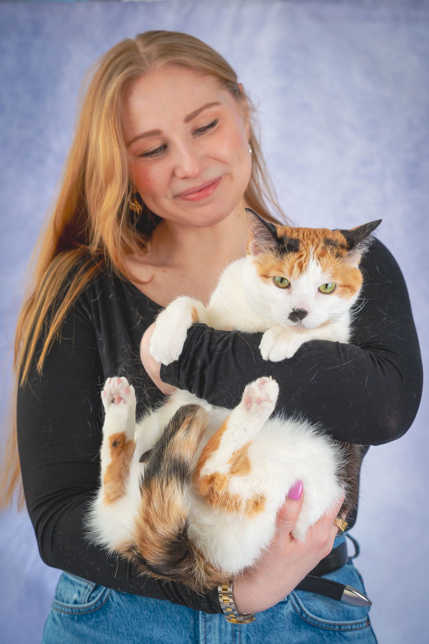 Playful calico cat being held and cuddled while showing its belly against a blue studio background.