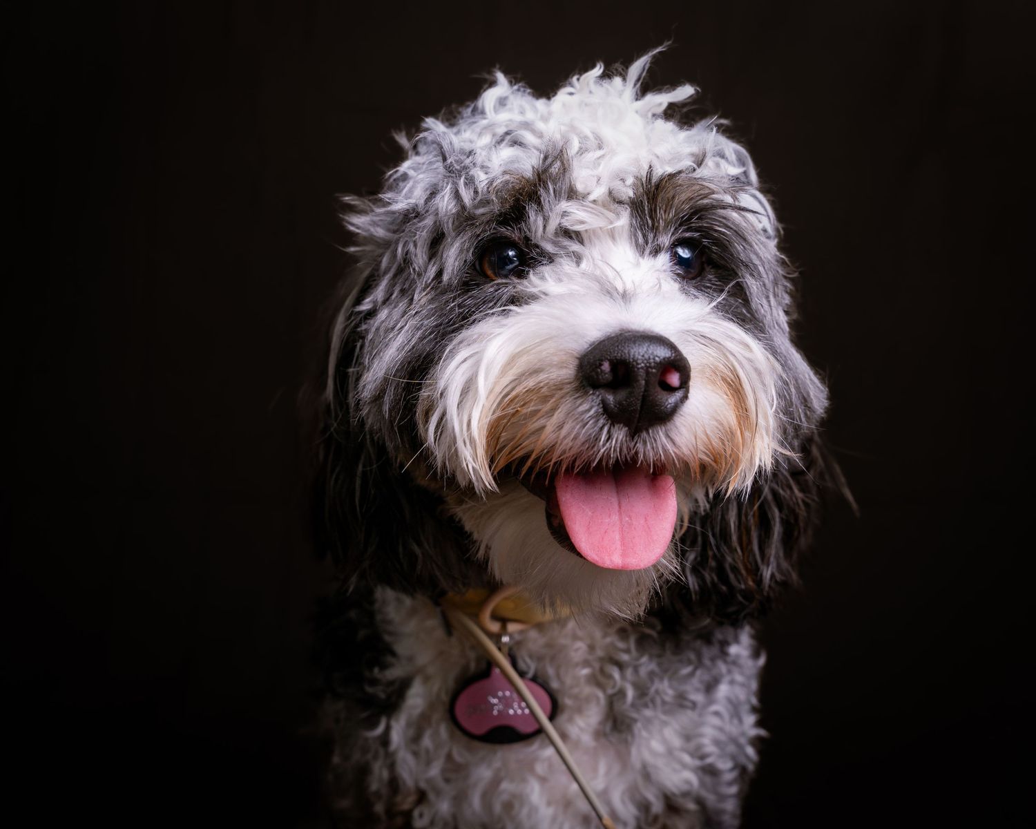 Scruffy white terrier mix dog with shaggy fur photographed against black background.