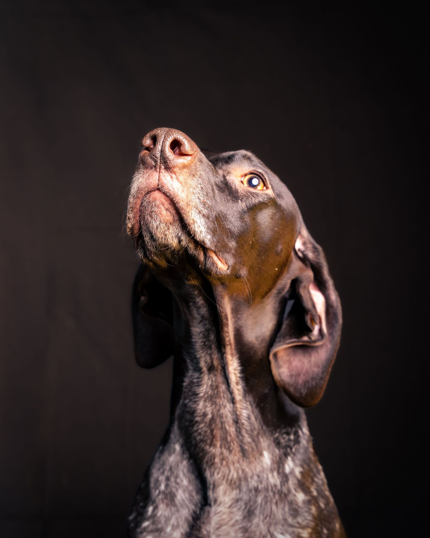 German shorthaired pointer dog photographed in five sequential poses looking upward against dark backdrop.