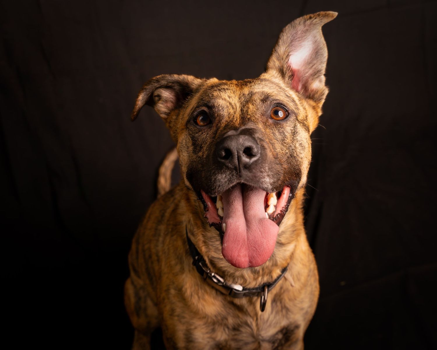 Brindle pit bull type dog showing happy expressions against dark background.