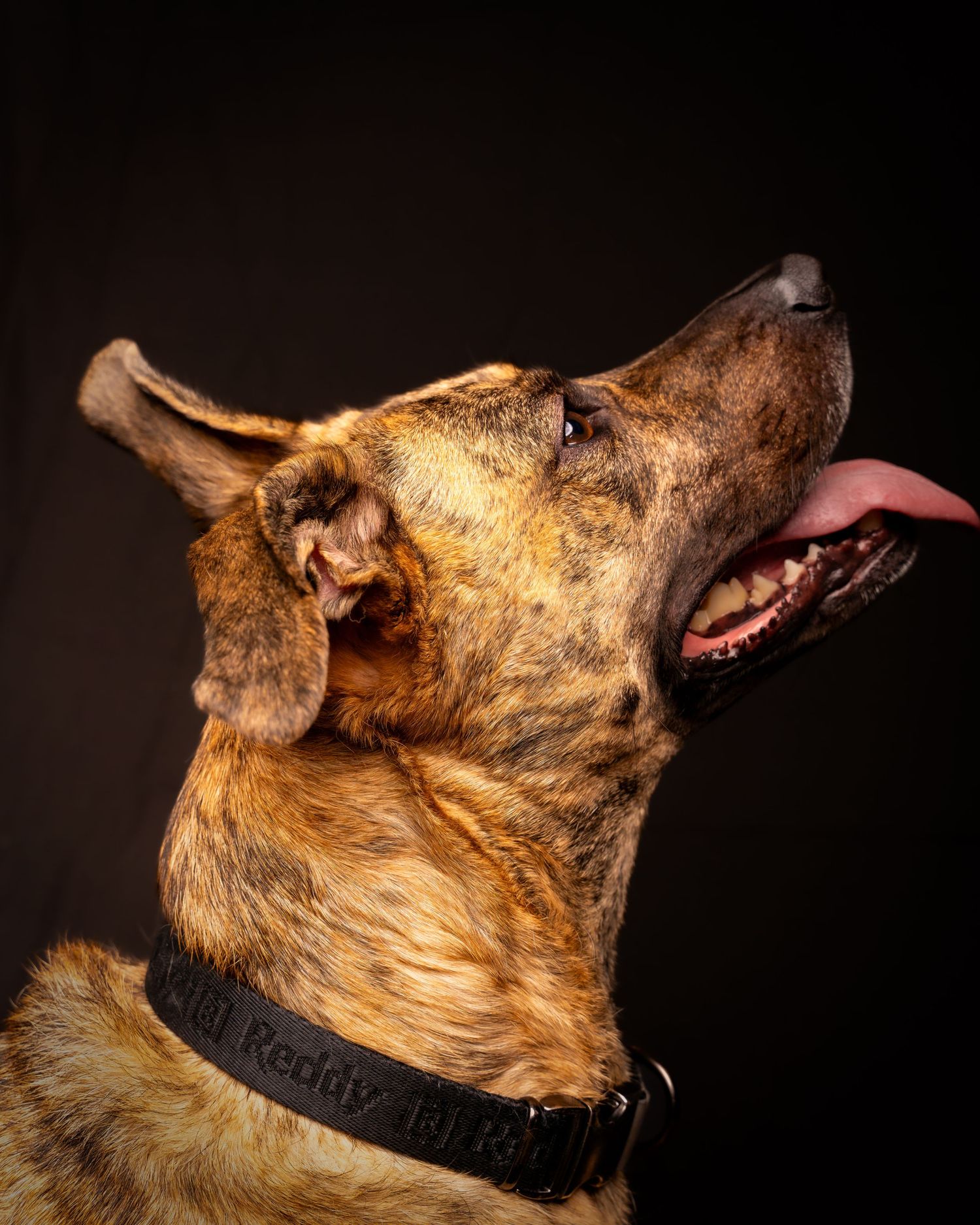 A German Shepherd mix dog with brindle fur looks upward against a dark backdrop.