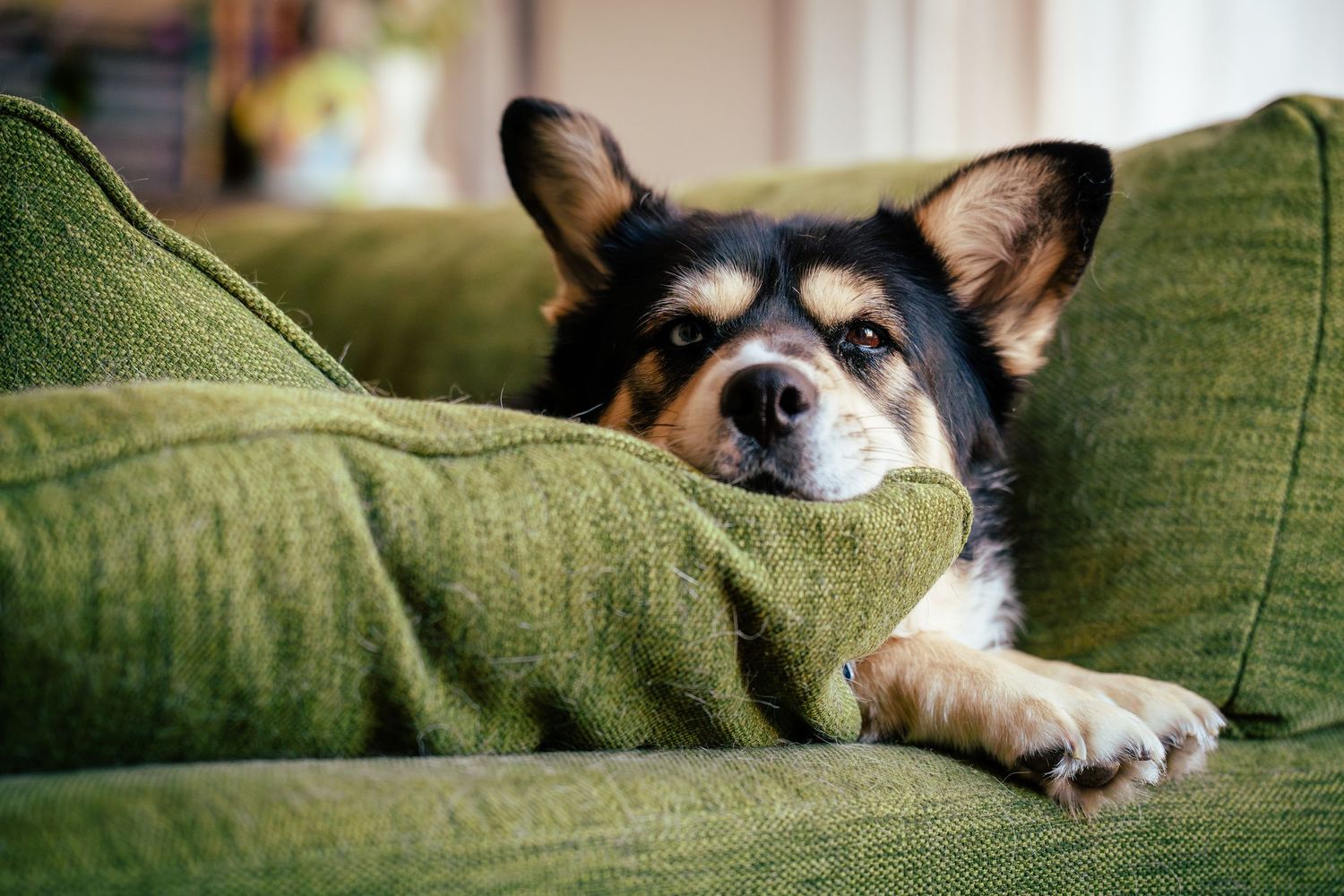 Multiple shots of a sleepy corgi lounging on olive green couch cushions.