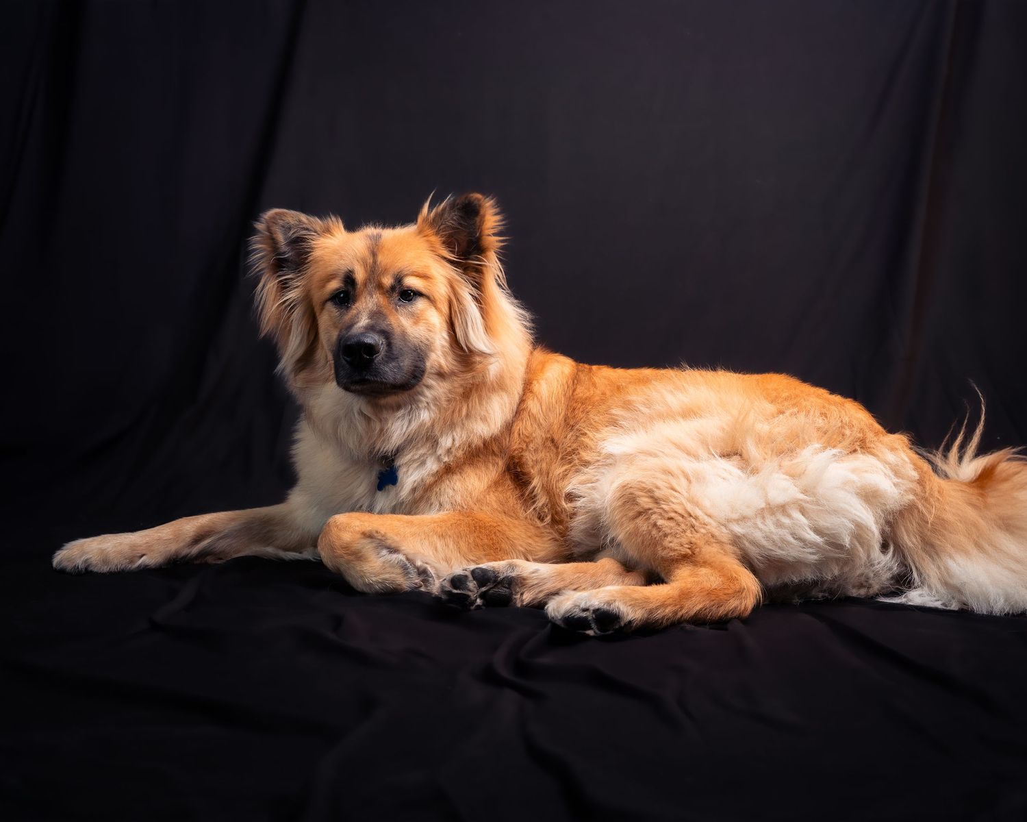 A fluffy orange and white dog lying on a black background in a series of relaxed poses.