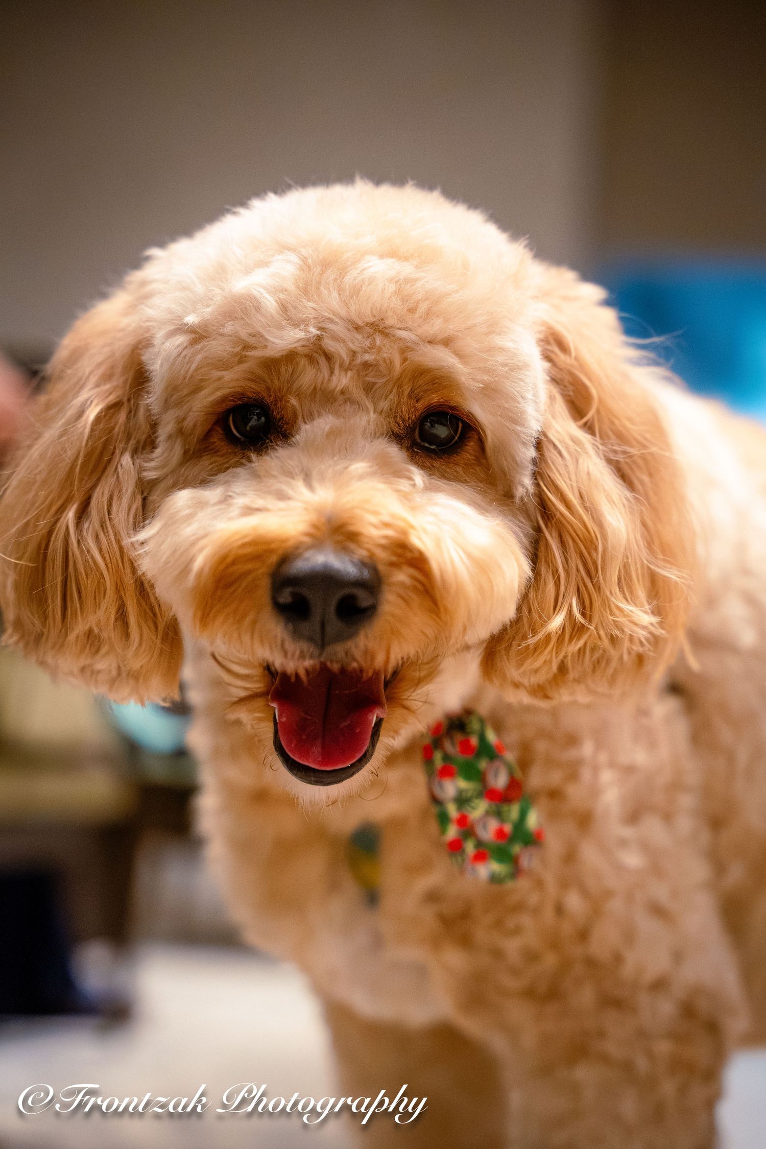 Smiling toy poodle with curly beige fur wearing a festive collar.