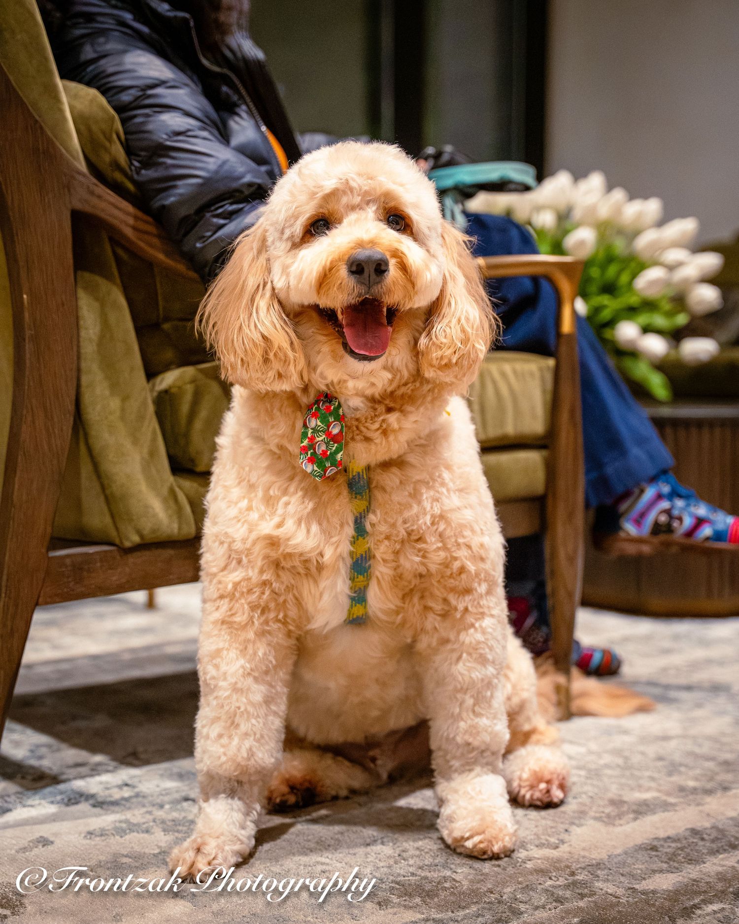 A series of photos showing a happy Goldendoodle dog sitting on a porch with a big smile.