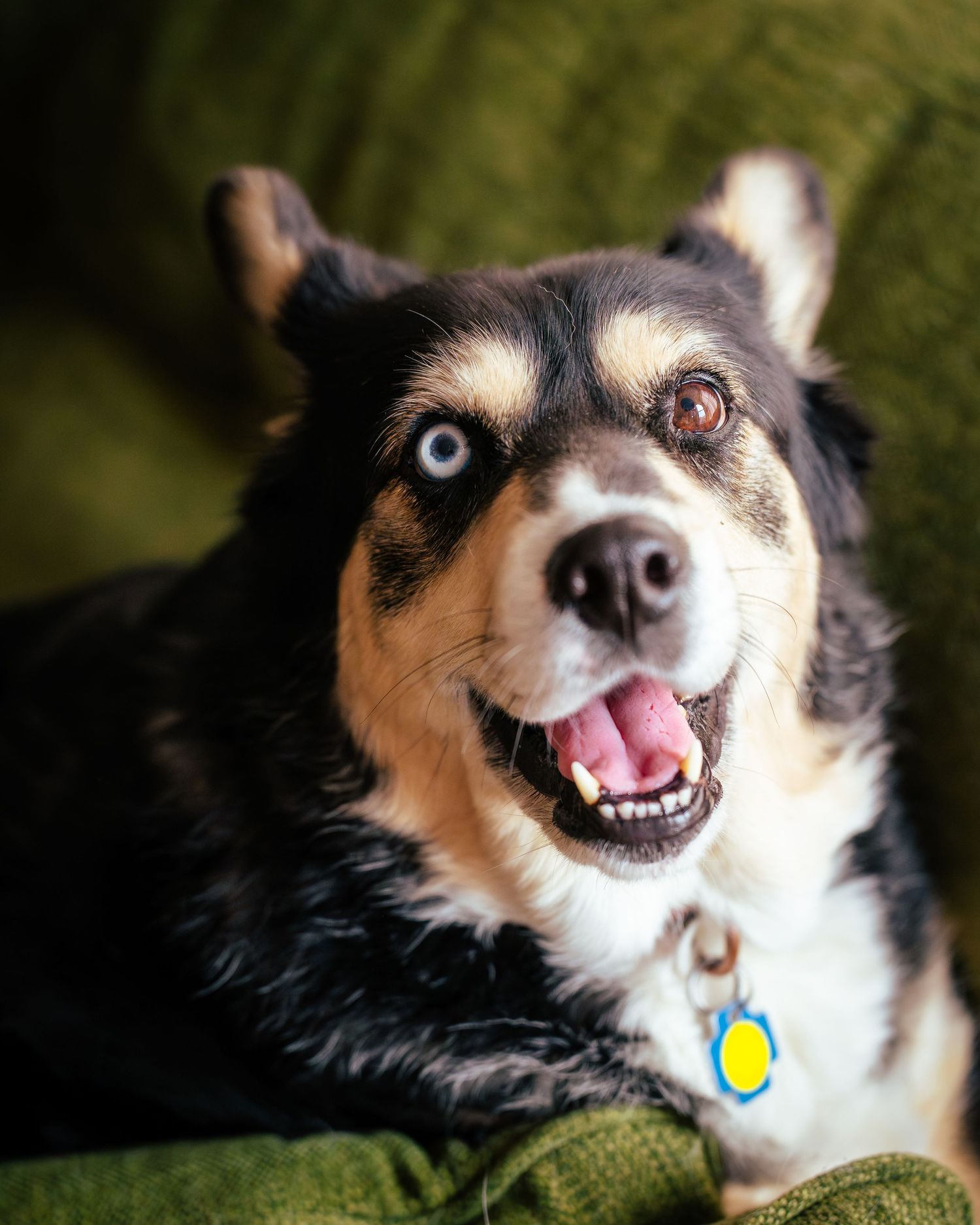 A happy Corgi dog with black and tan fur shows a cheerful expression while playing outdoors in natural lighting.