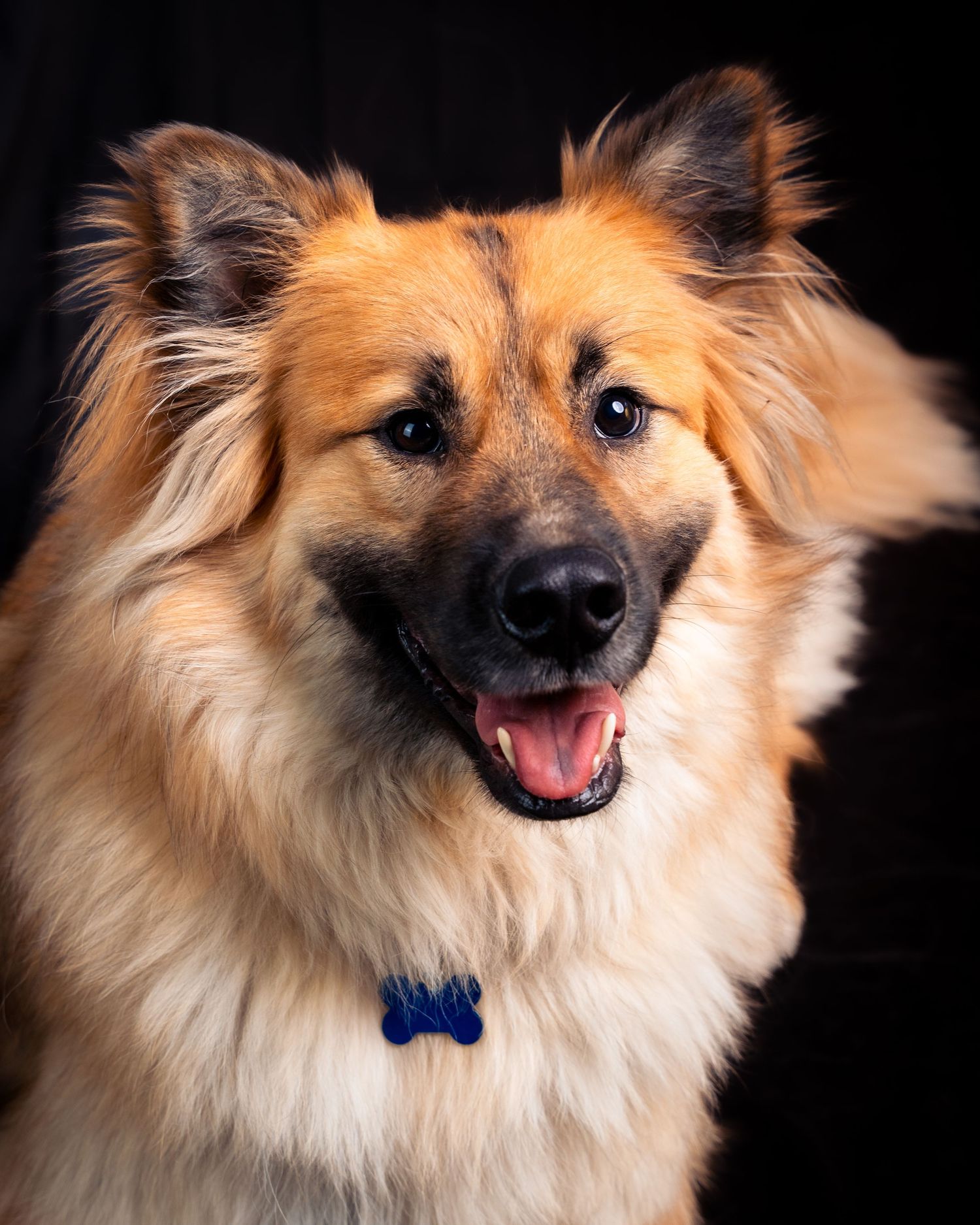 Fluffy Pomeranian dog with tan and white fur shown in various poses against black background.