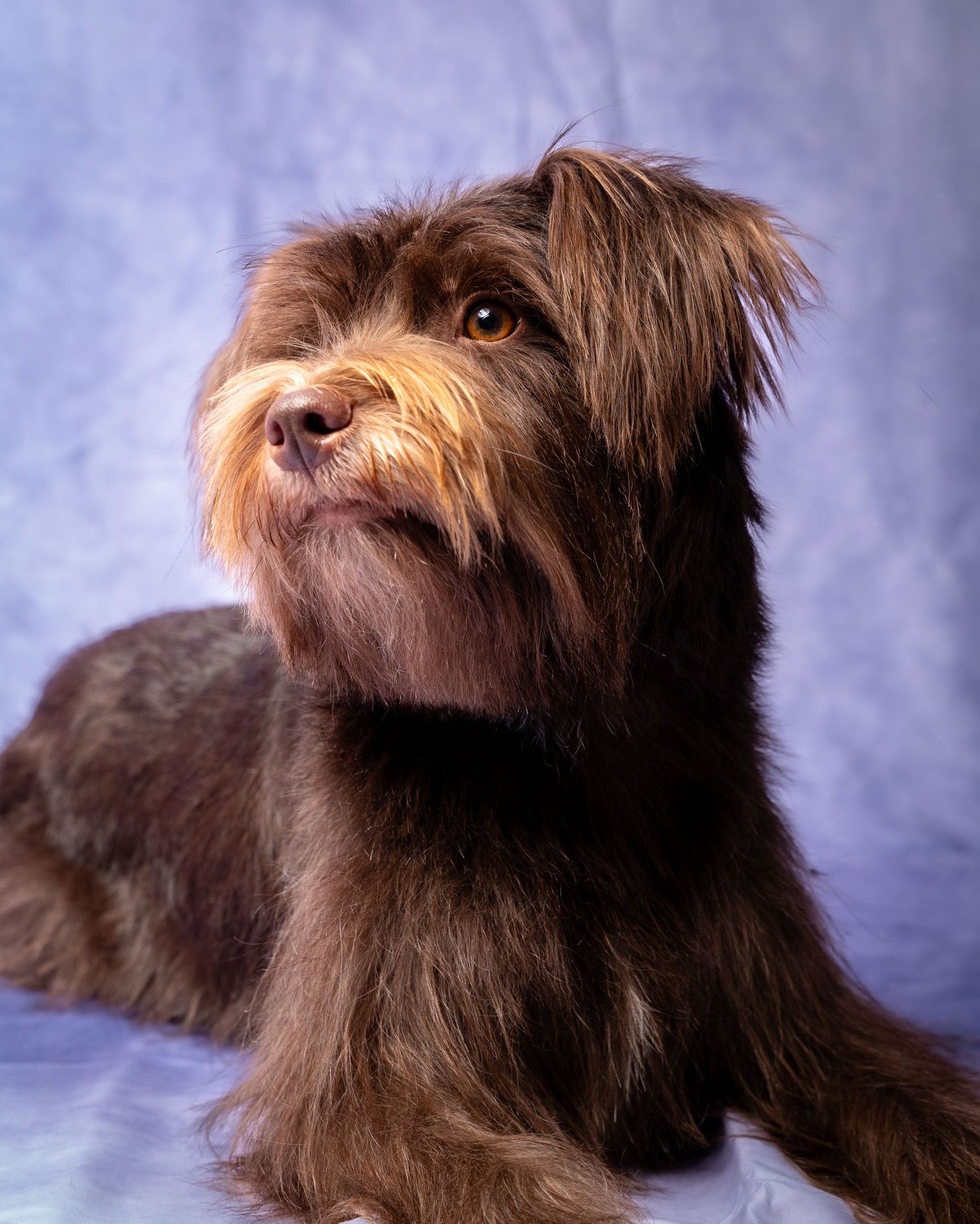 Brown shaggy dog photographed in profile against blue background showing different playful expressions.
