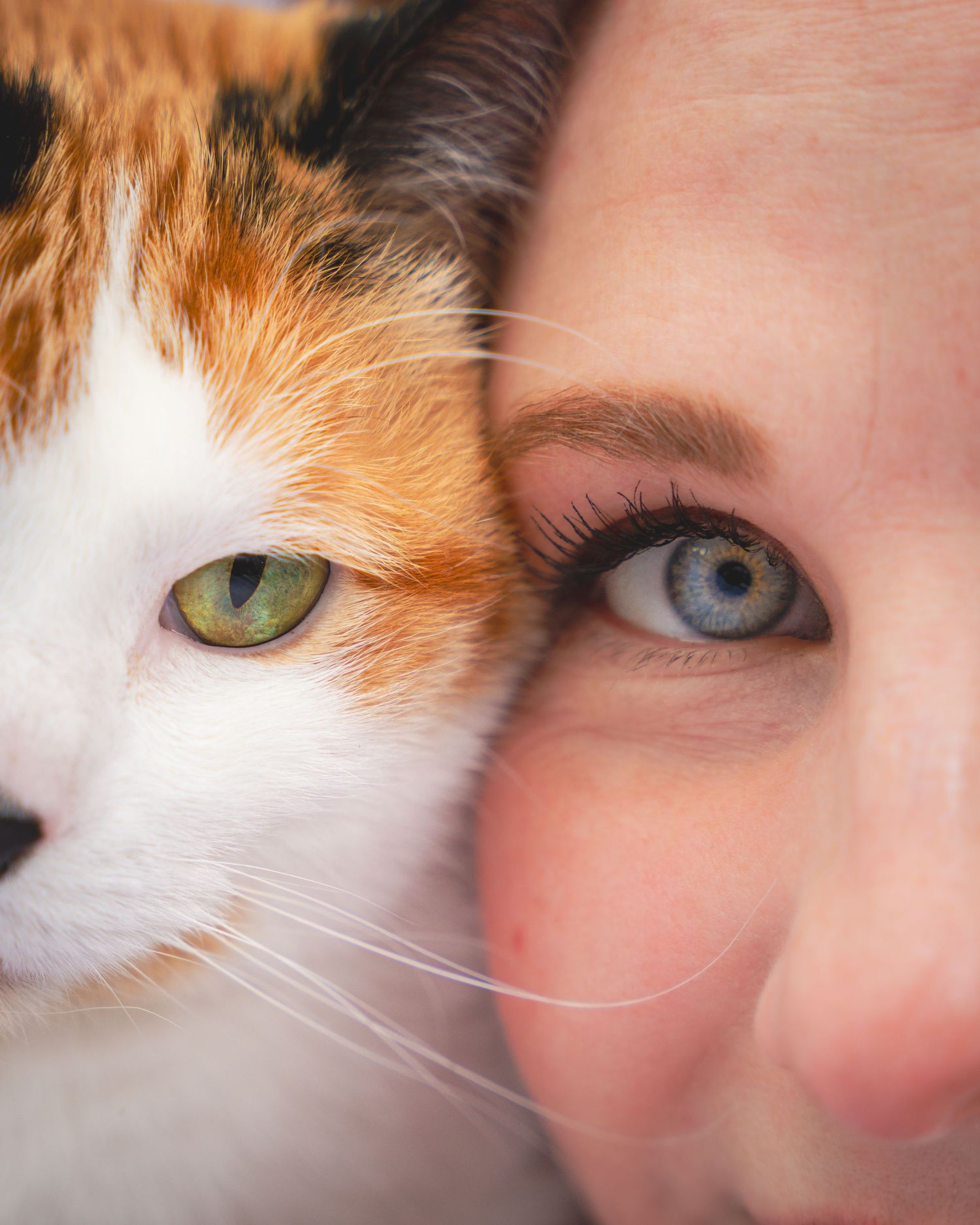 A close-up series of images showing a ginger and white cat's face next to a person's face.