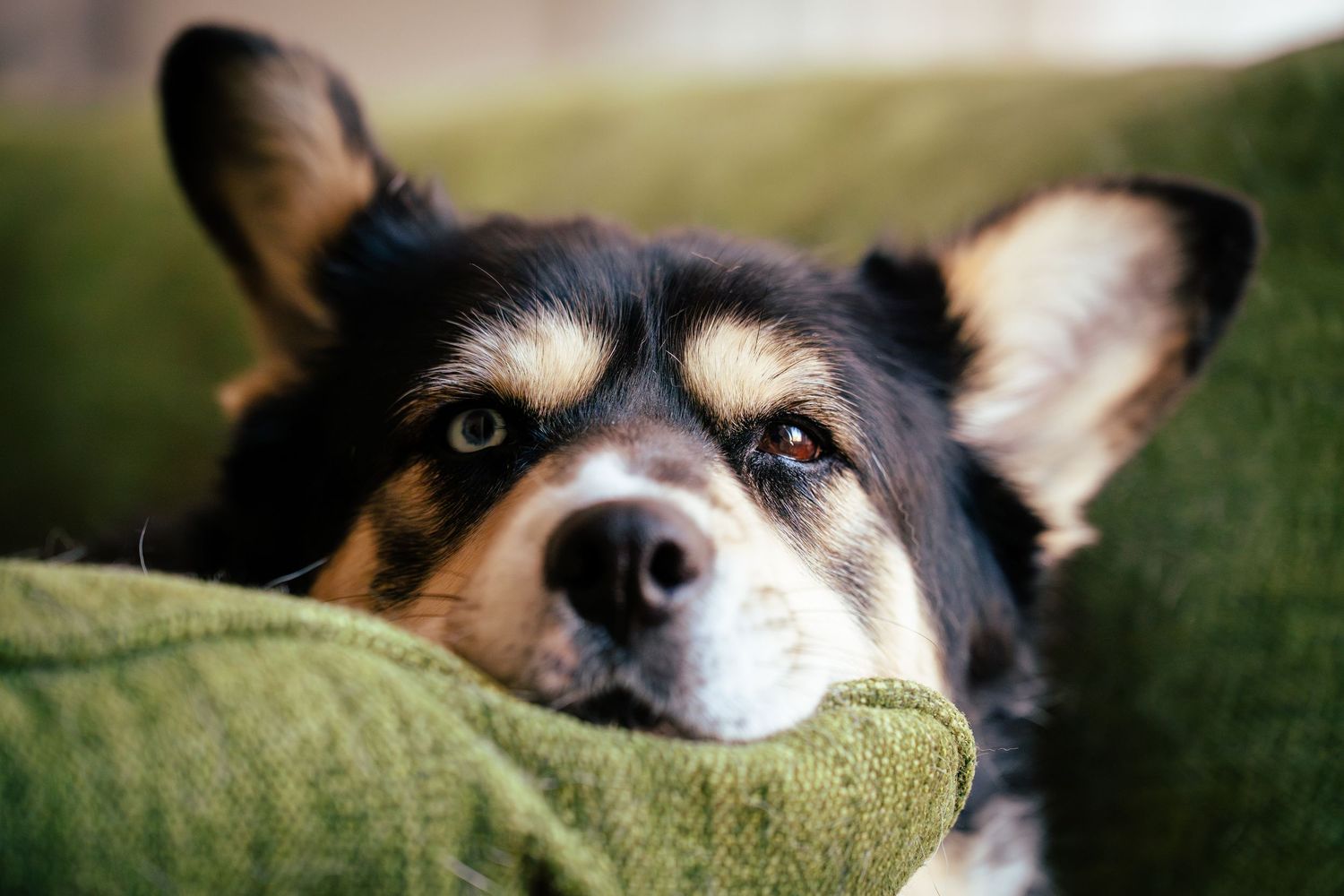 Close-up view of a corgi's eyes and nose peeking over a green couch cushion.