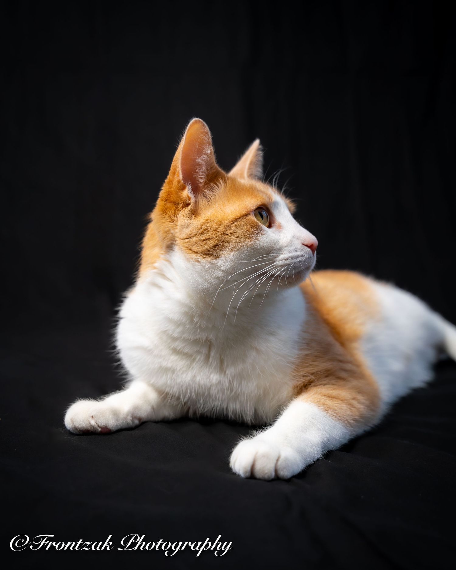 Orange and white cat lying on dark background with artistic portrait style lighting.