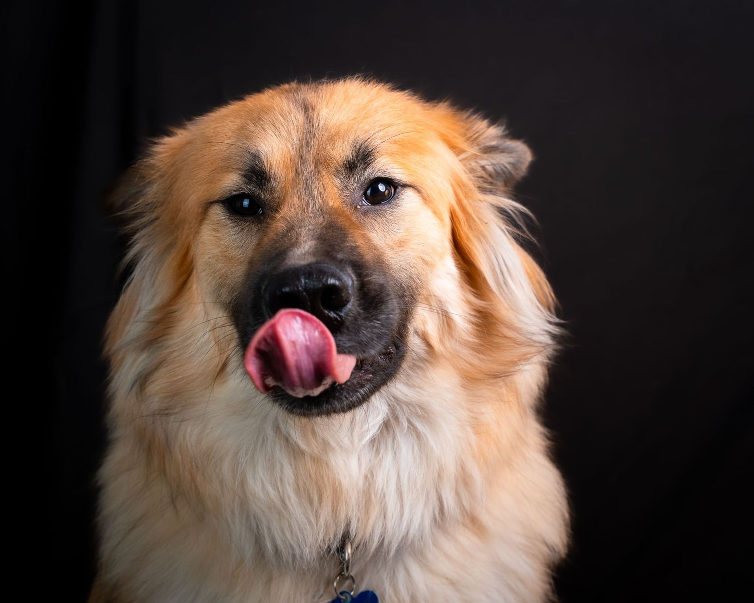 Adorable Pomeranian dog sticking out pink tongue against black background in six sequential portrait shots.