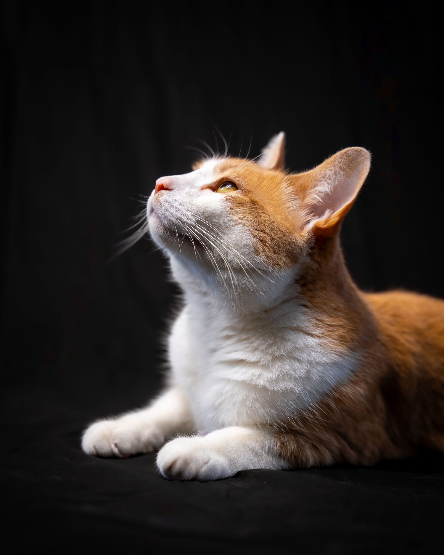 Orange and white cat looking up dramatically against dark background in professional studio portrait.