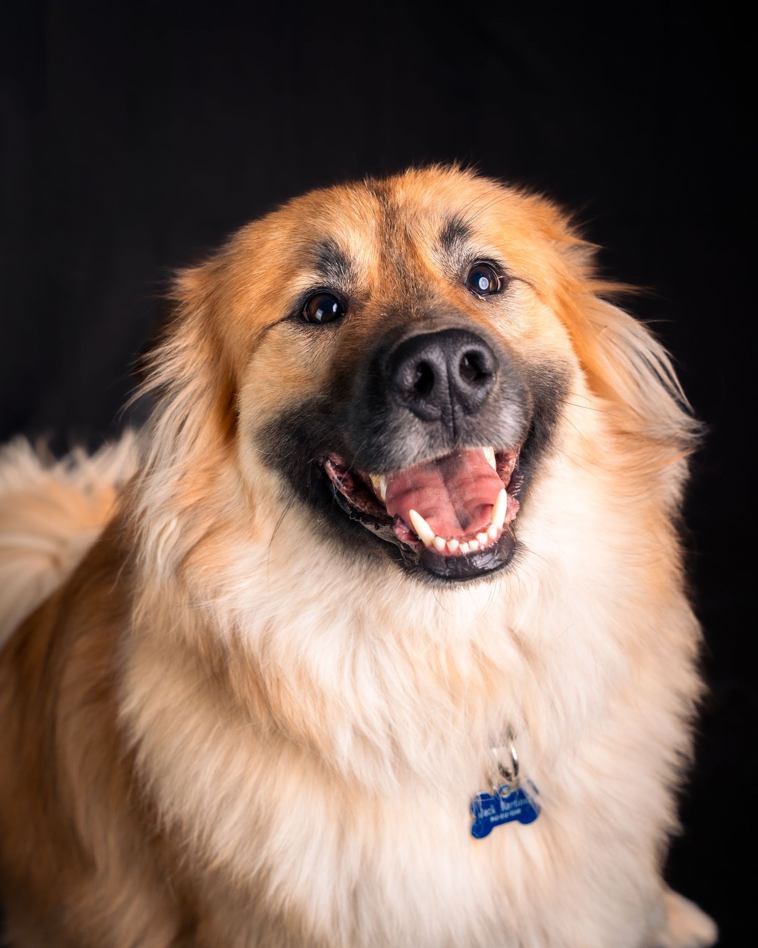 A series of six close-up portraits of a smiling Pomeranian dog with cream-colored fur against a dark background.