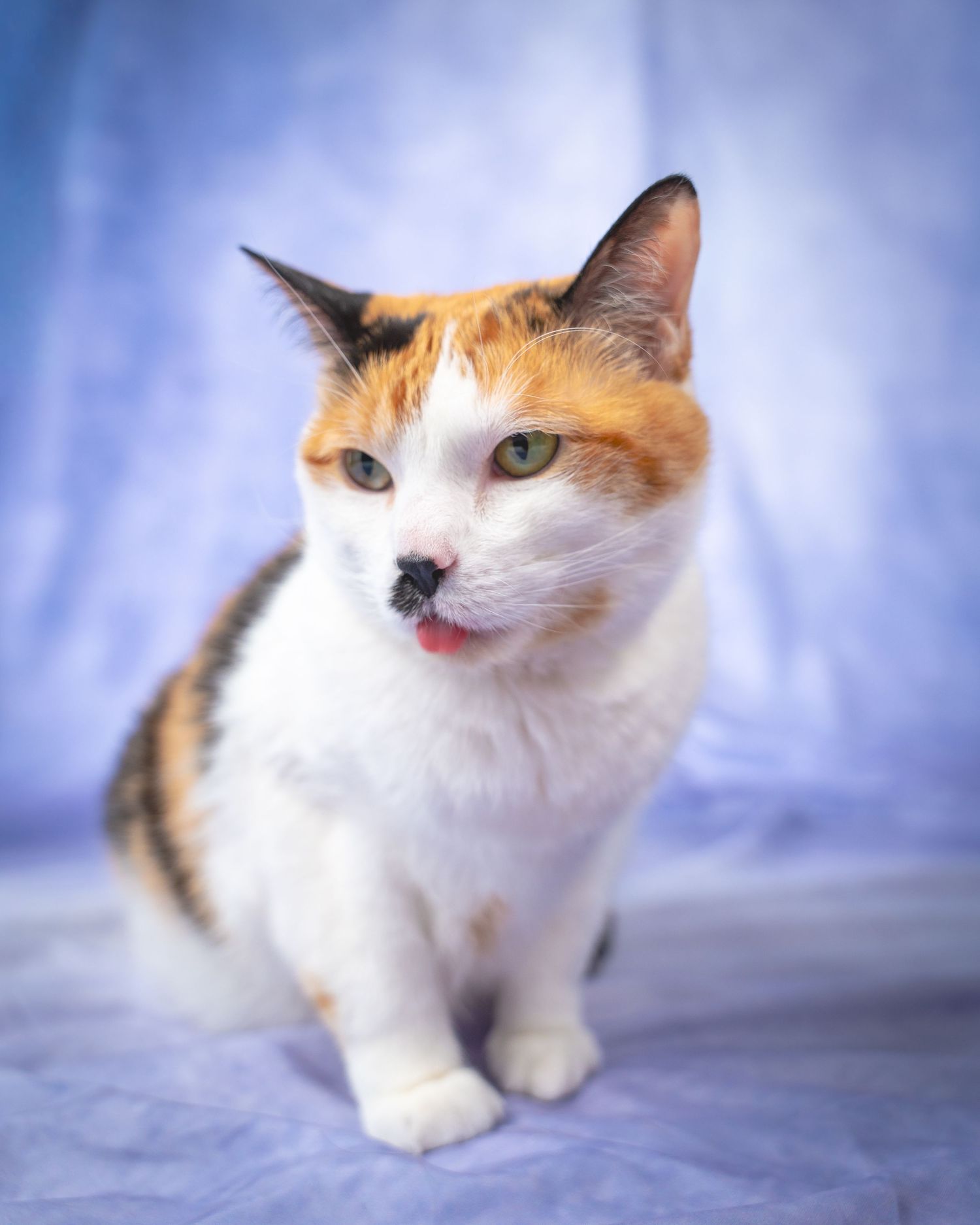 A calico cat with white and orange fur poses in different positions against a soft blue background.