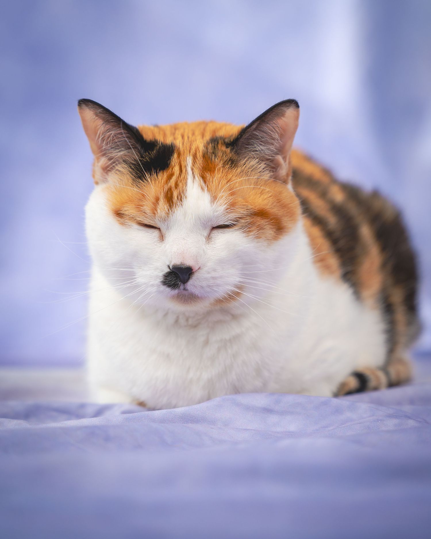 Calico cat resting peacefully on soft blue background with eyes closed in contentment.