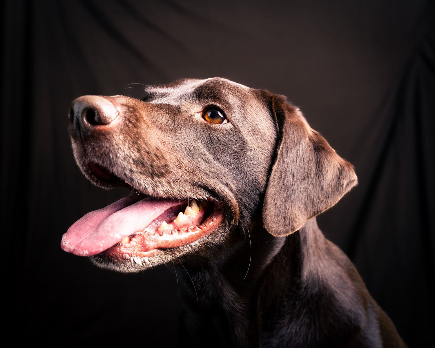 Profile view sequence of a brown and black dog looking upward with different expressions against dark background.