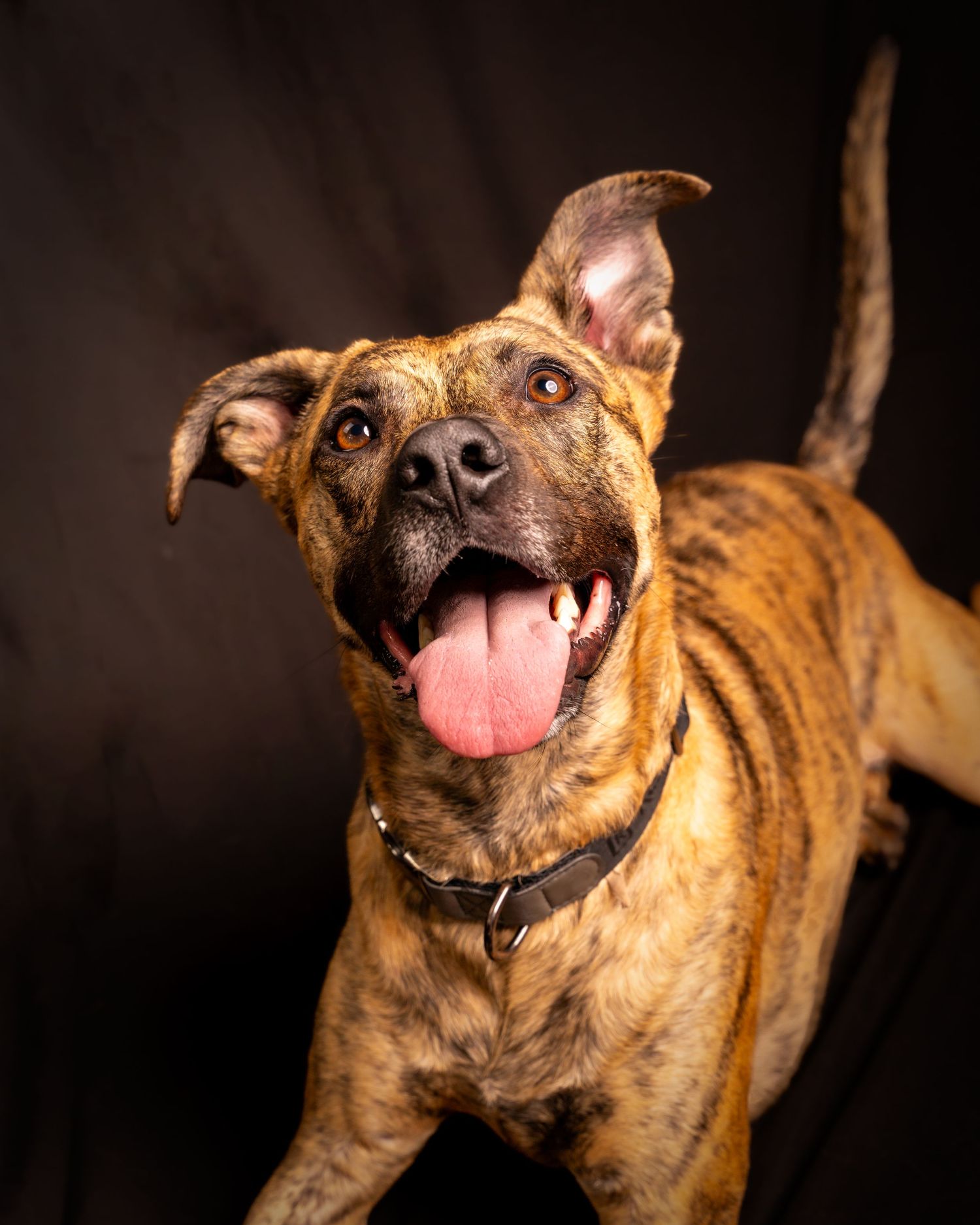 Happy brindle mixed breed dog with floppy ears and tongue out poses against dark background in studio portrait.