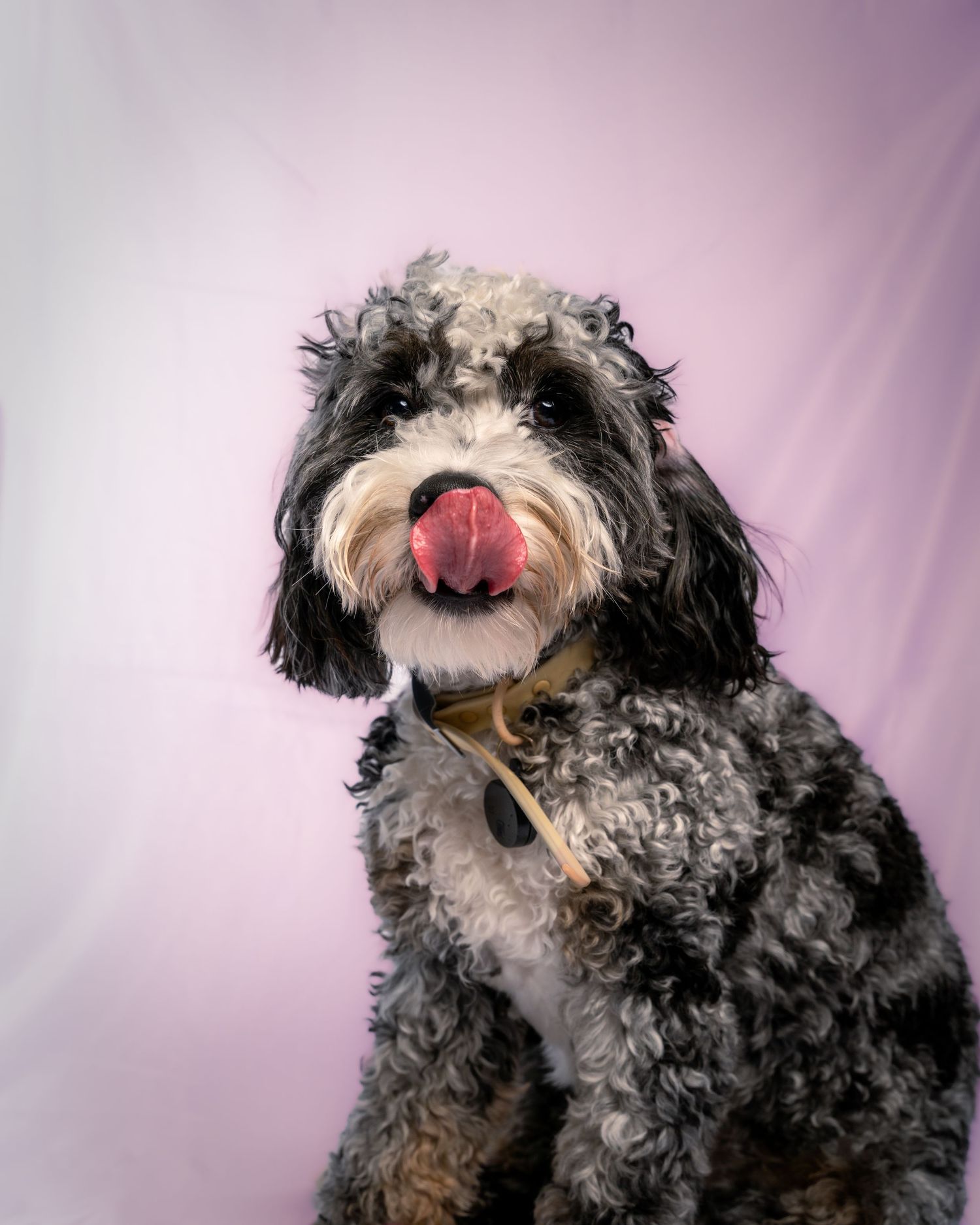 A black and white shaggy Bernedoodle dog with a pink tongue poses against a purple background in a photo series.