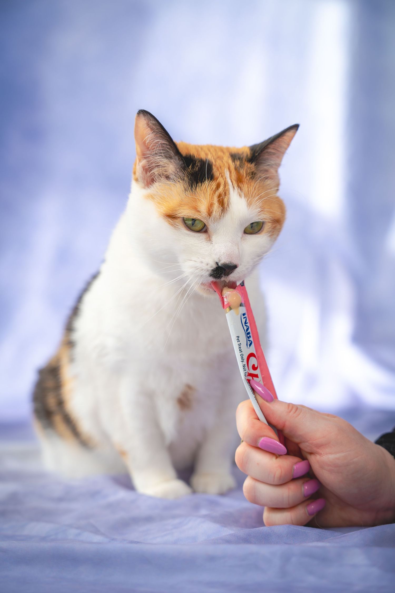 A calico cat being tempted with a pink treat stick in a series of sequential photos against a white background.