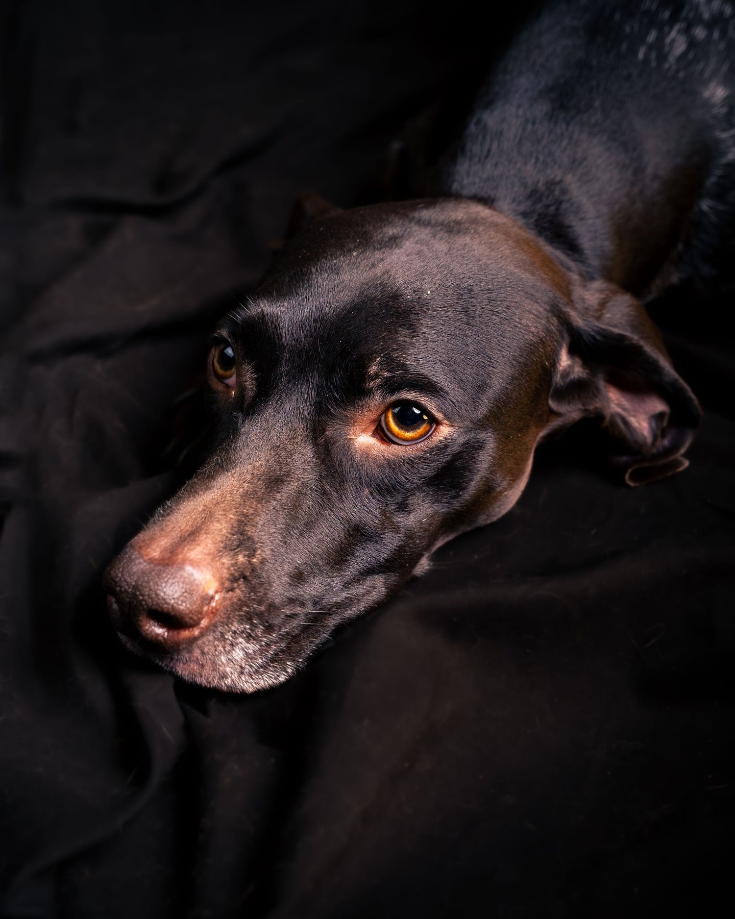 A black dog's face emerges from darkness with glowing amber eyes in a dramatic low-key portrait series.
