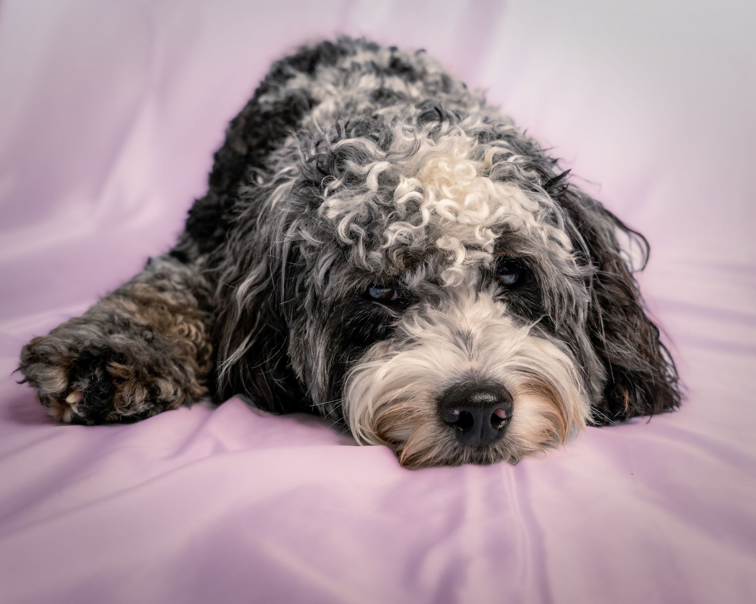 A black and white dog lying on pink bedding shown in a sequence of relaxed sleeping poses.
