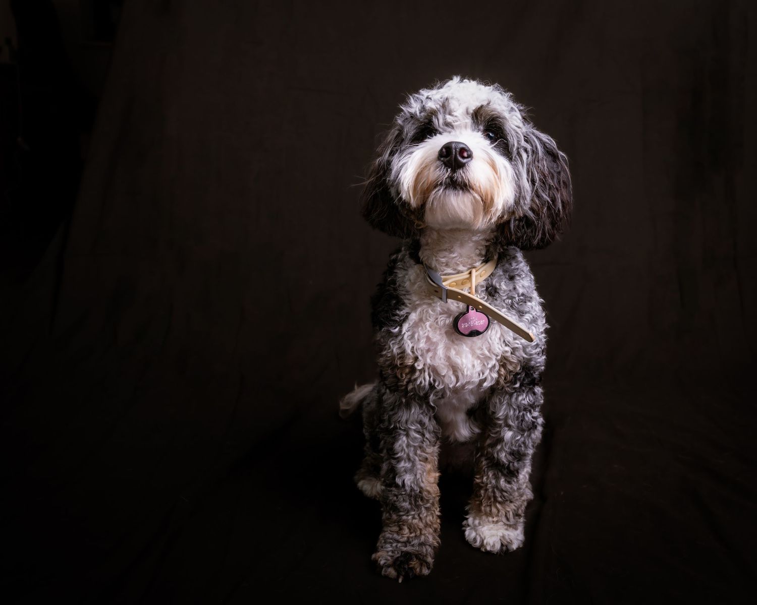 A small white and gray shaggy dog sits in dramatic lighting against a dark background, creating a moody portrait.