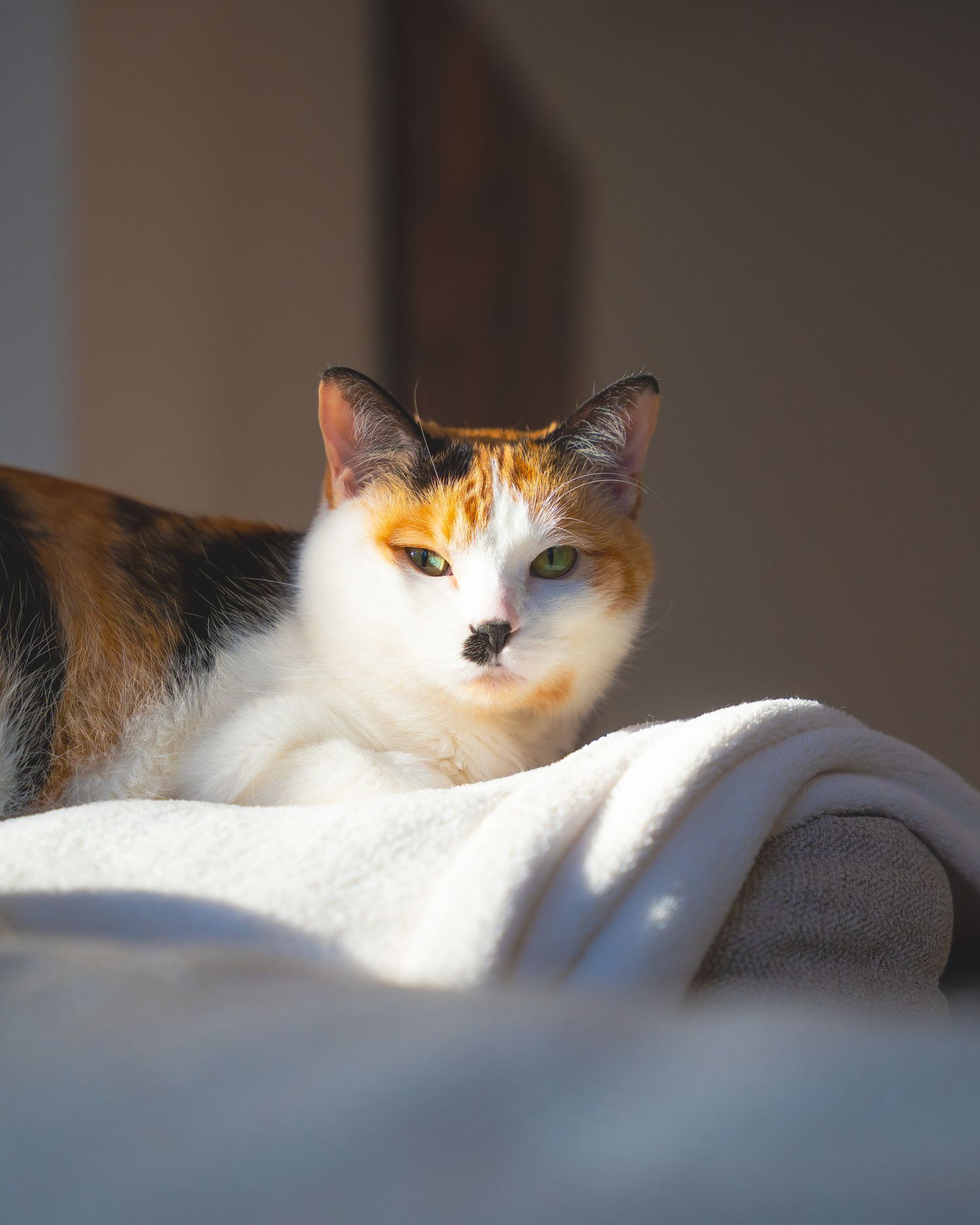A calico cat lounges in sunlight casting dramatic shadows across its white and orange fur.