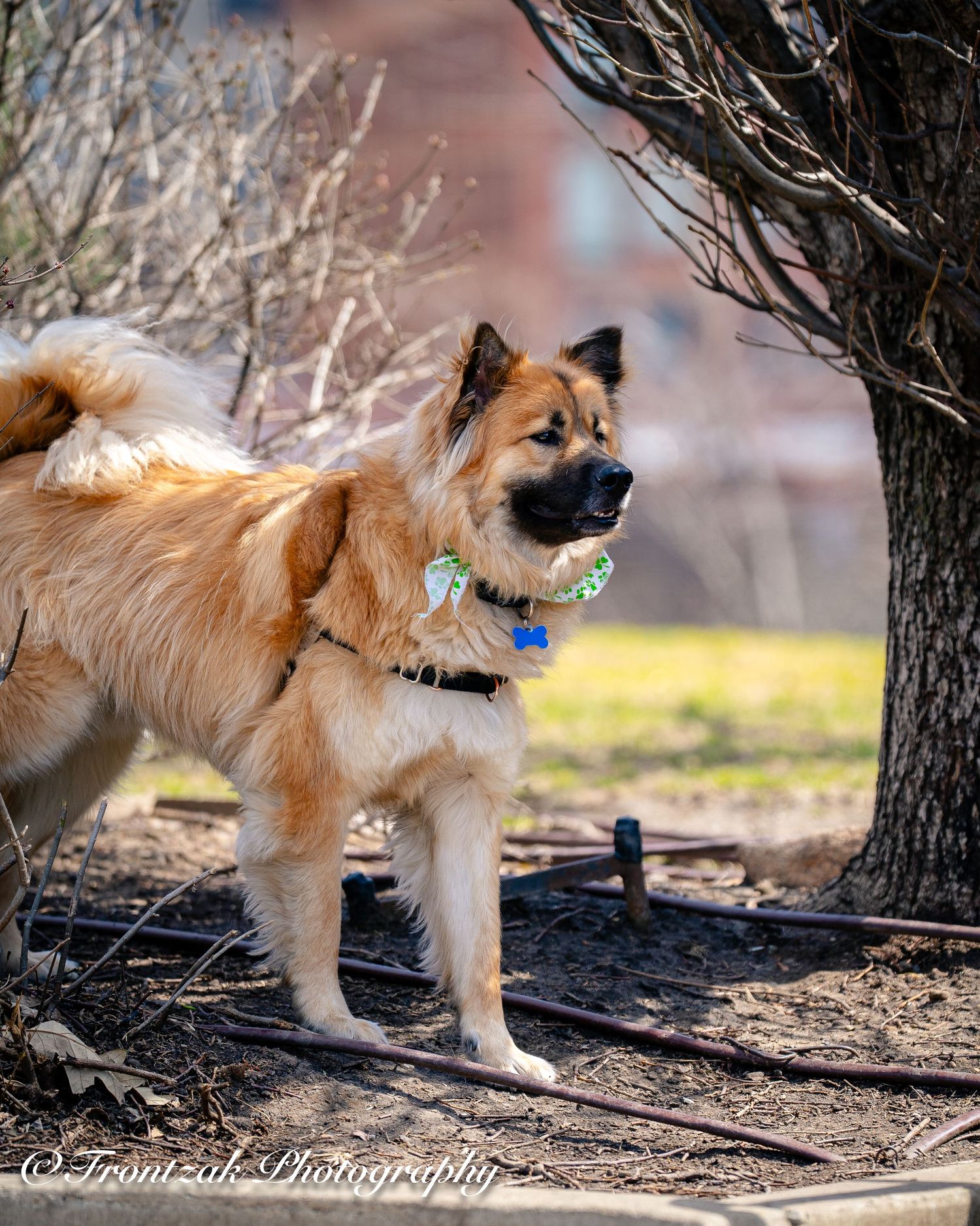 A fluffy golden-brown dog with a green bandana explores a wooded area on a sunny day.