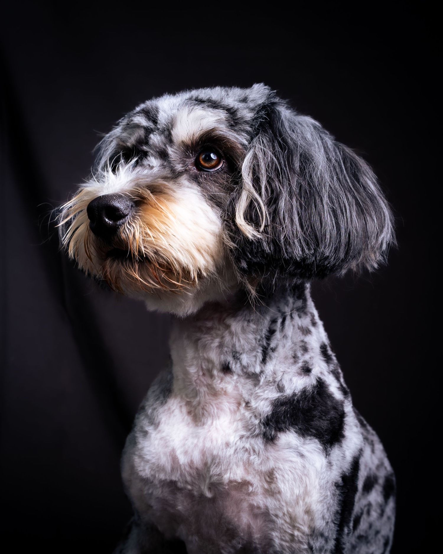 A black and white spotted doodle dog with curly fur poses for a portrait against dark background.