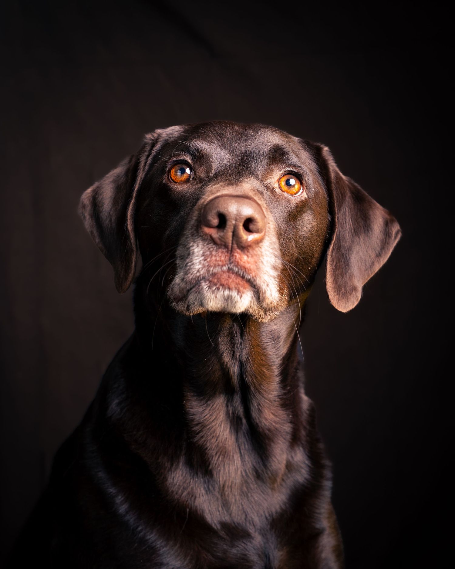 Close-up portrait of a chocolate Labrador dog with expressive eyes against a dark background.
