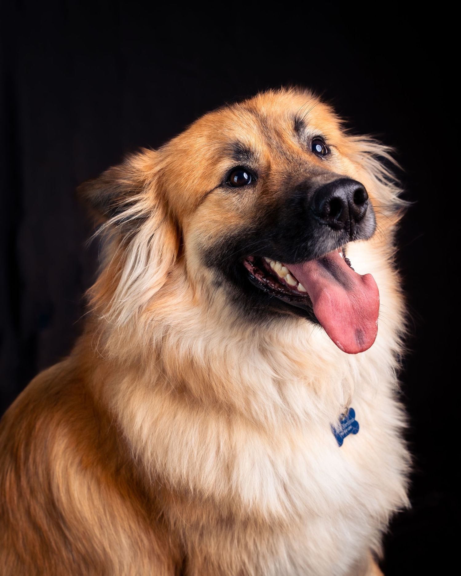 A fluffy Pomeranian dog with tan fur shown in profile making playful expressions against a dark background.