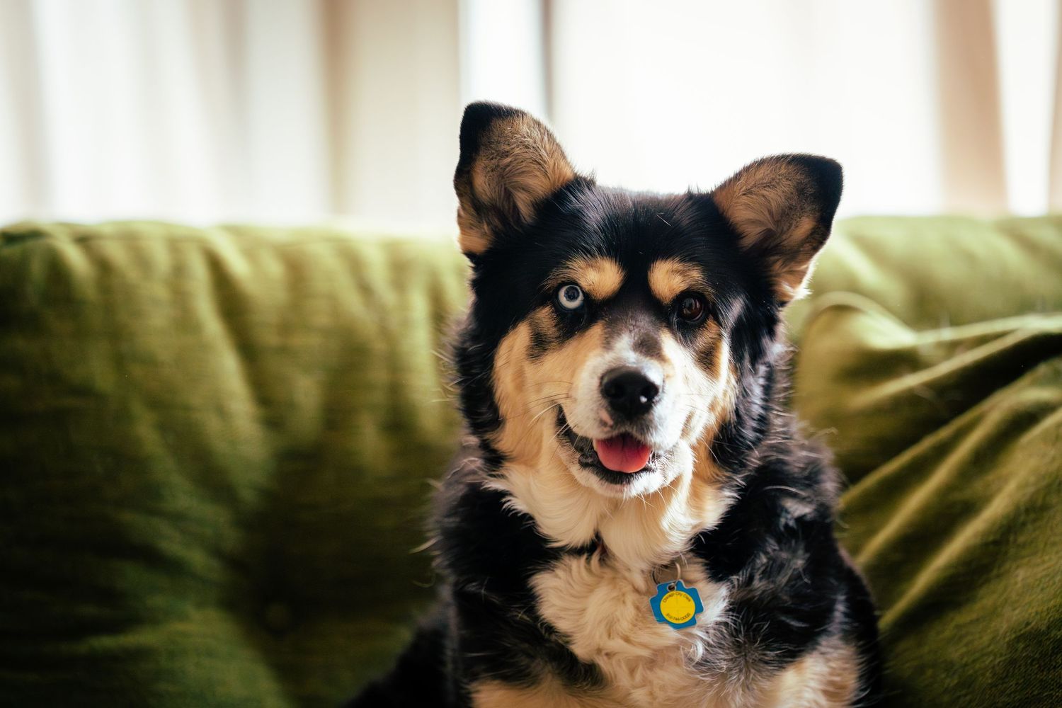 A corgi dog resting on a green couch cushion with a relaxed expression.