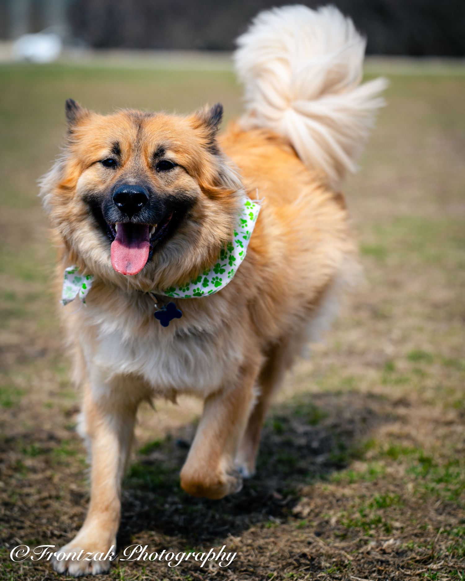 A sequence of photos showing an energetic Pomeranian dog running and playing with a green bandana.