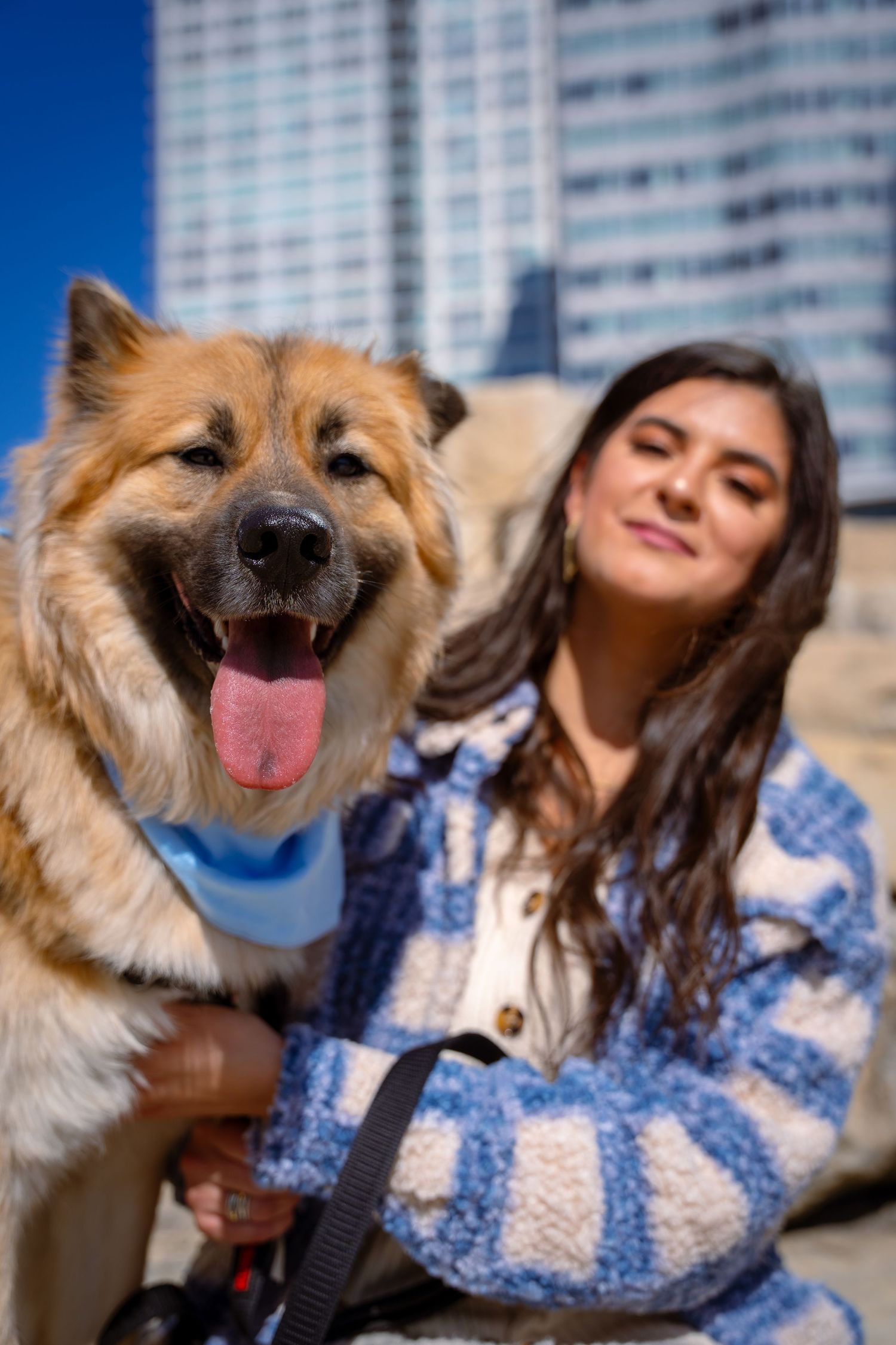 Playful Pomeranian dog smiling and sticking tongue out while lying on blue patterned fabric.