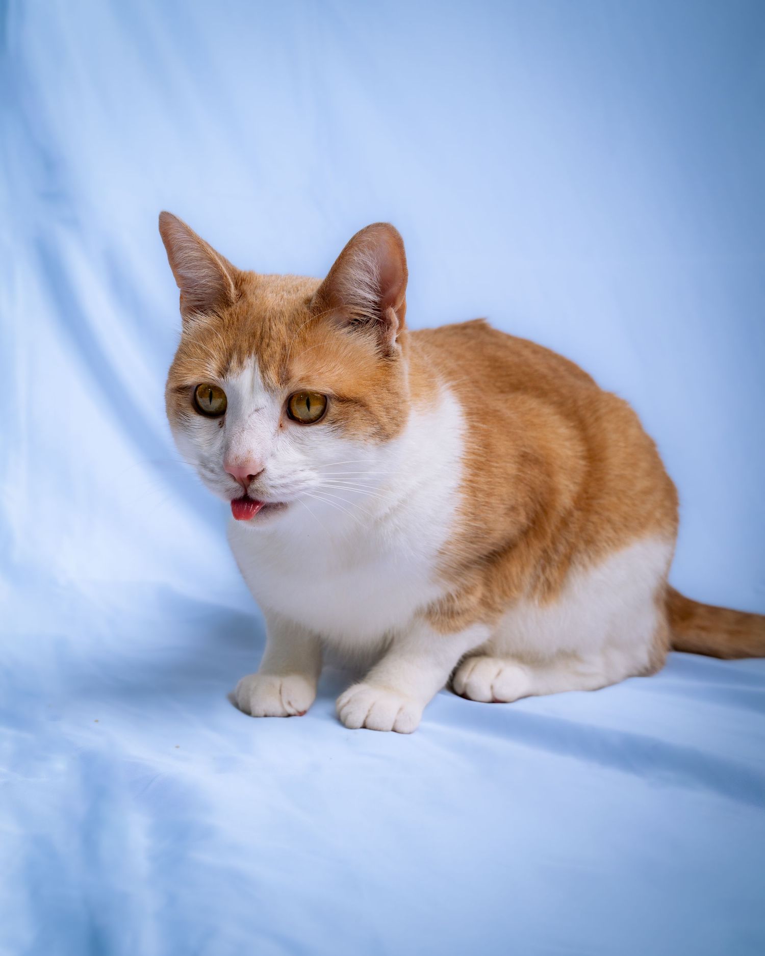 Orange and white cat with alert expression sits on blue background in studio portrait.