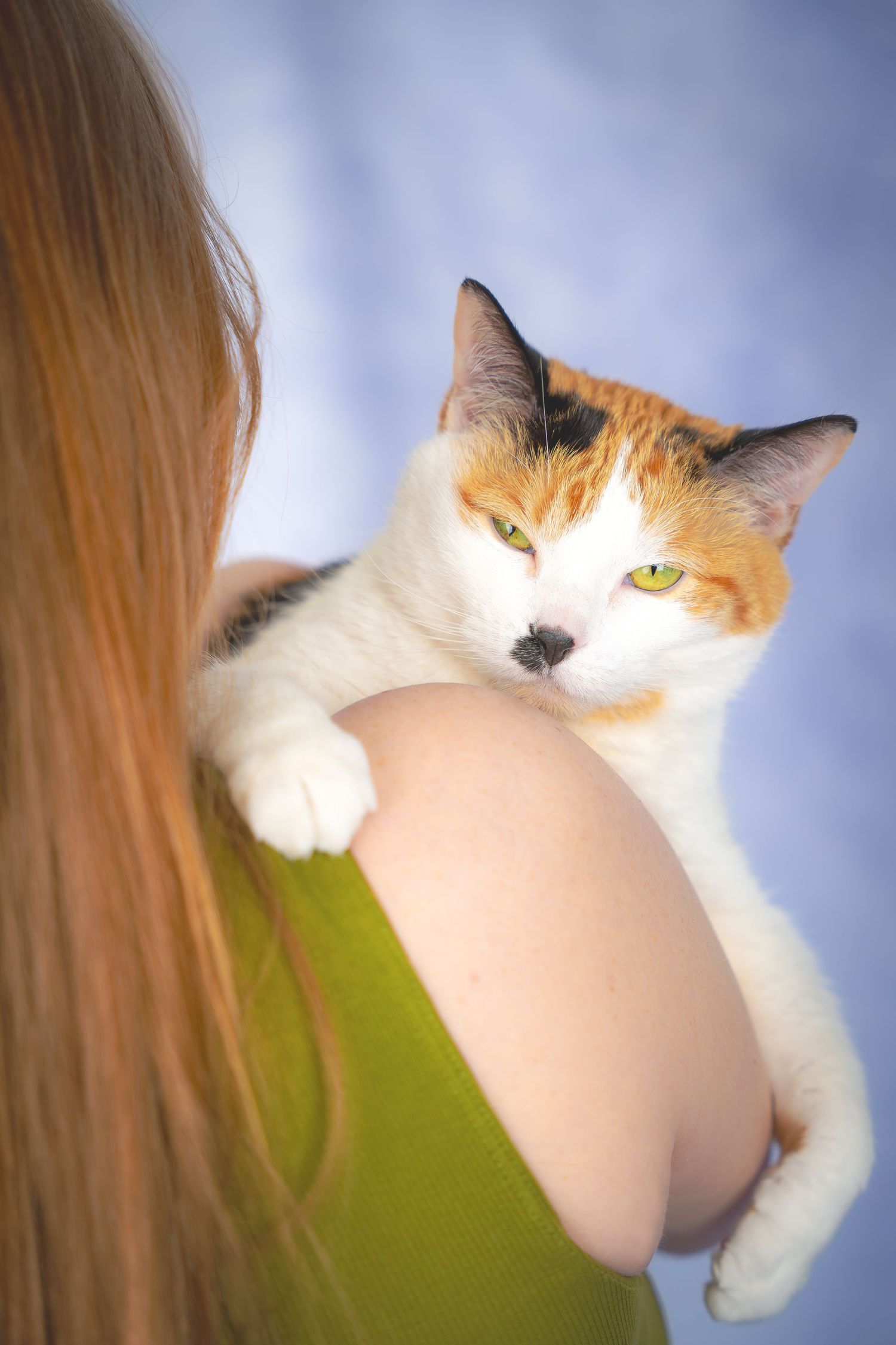 A series of photos showing a white and orange cat lounging and stretching against a blue background.