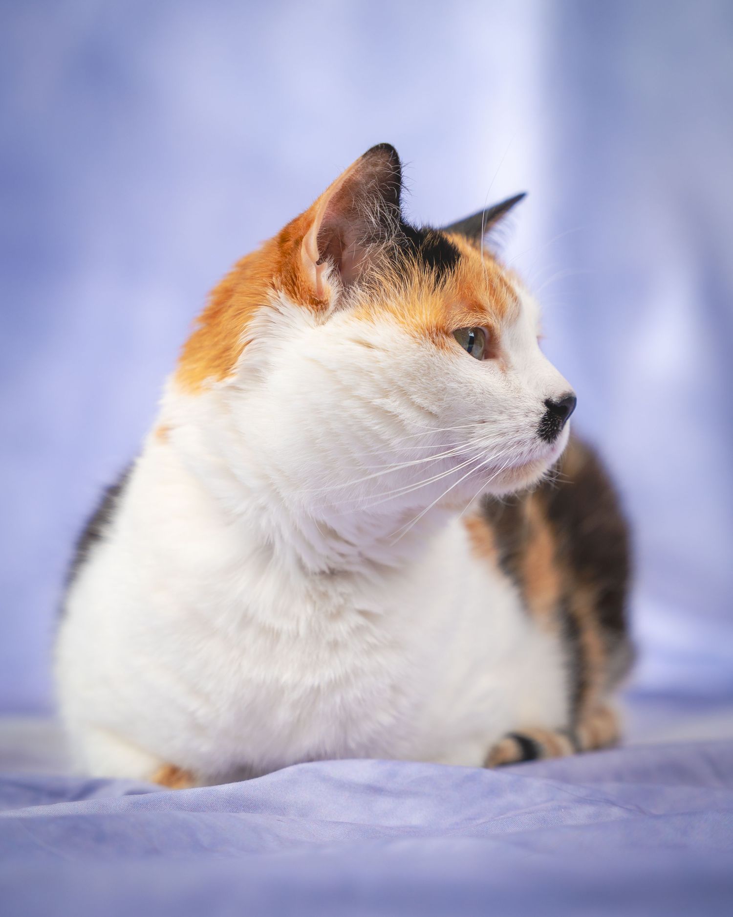 A calico cat with orange and white fur is shown in profile view against a soft blue background.