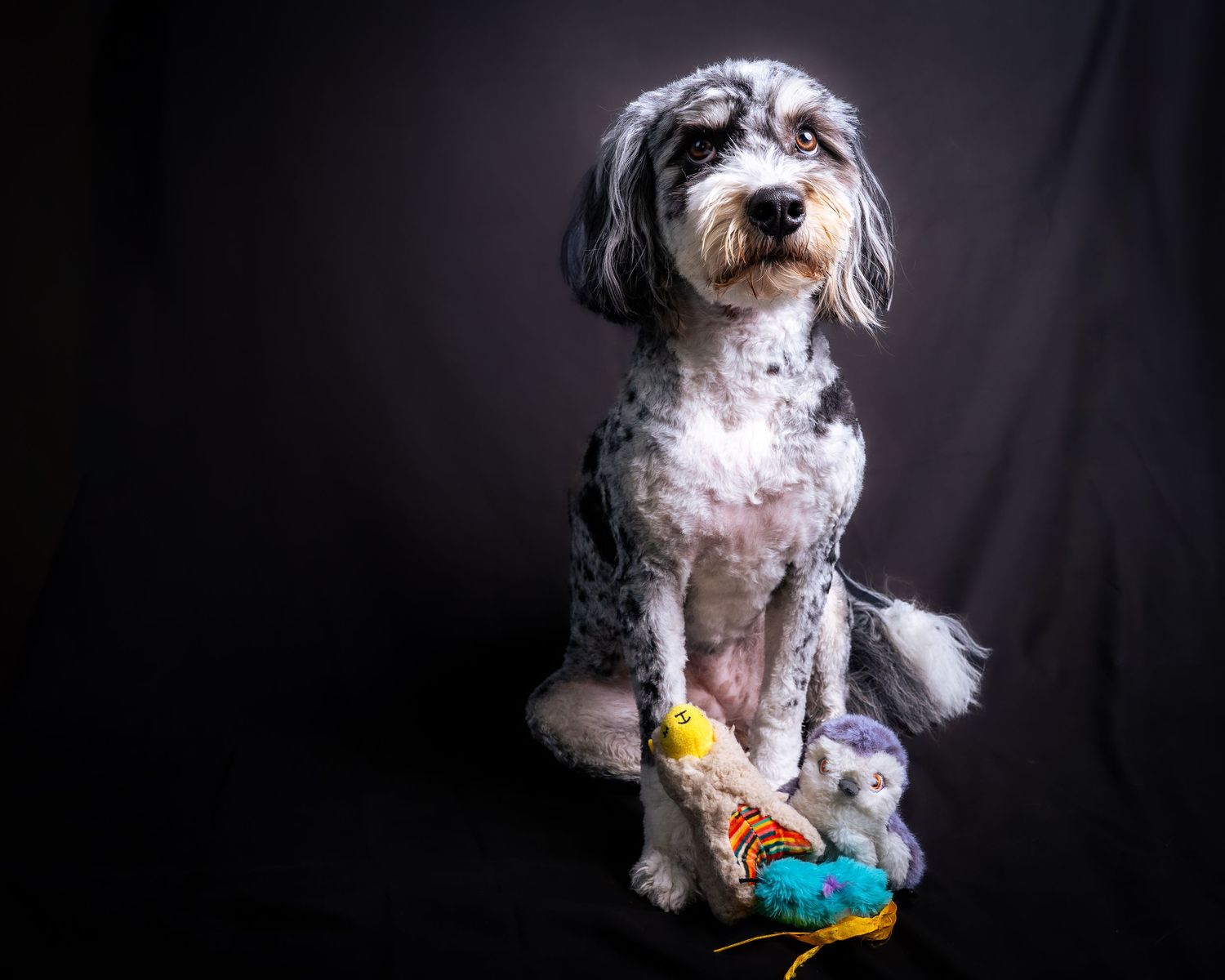White and grey dog with colorful parakeet perched near its face against dark background.