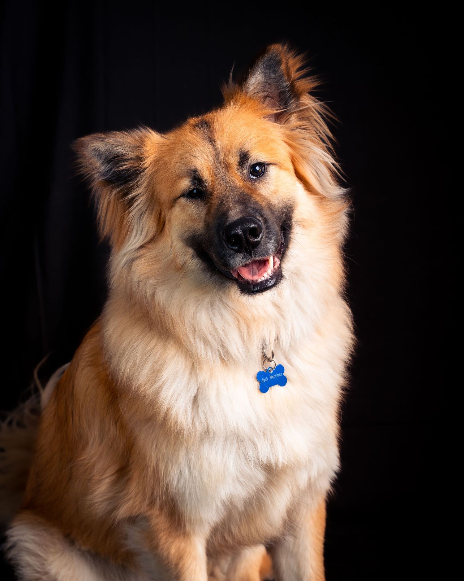 Smiling fluffy golden mixed breed dog with blue collar tag against dark backdrop.