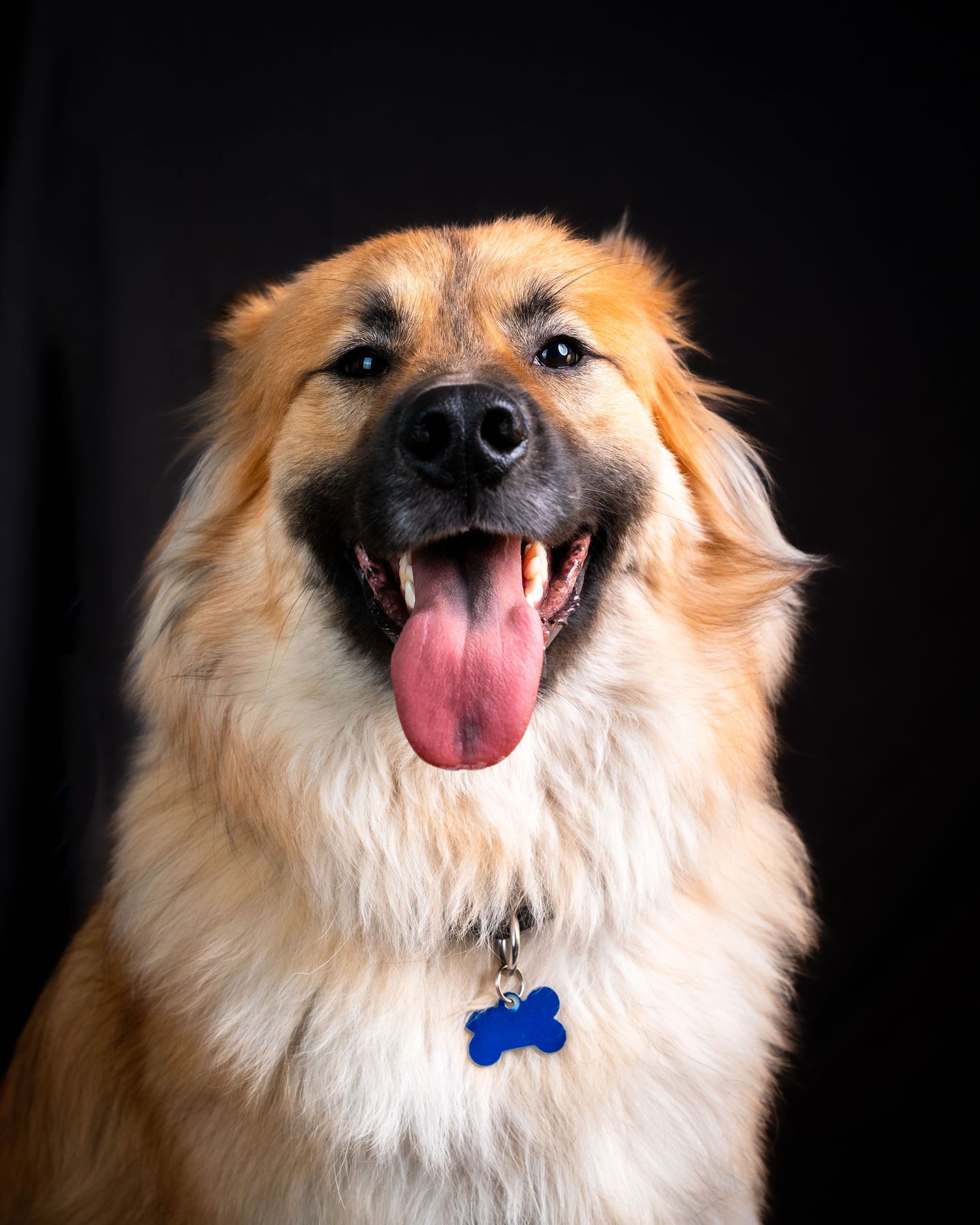 A series of close-up shots showing a happy Pomeranian dog with its tongue out against a dark background.