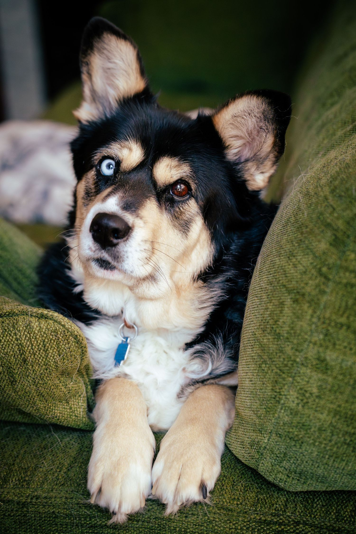 Small black and tan dog with blue eyes resting on a green couch in multiple close-up photos.