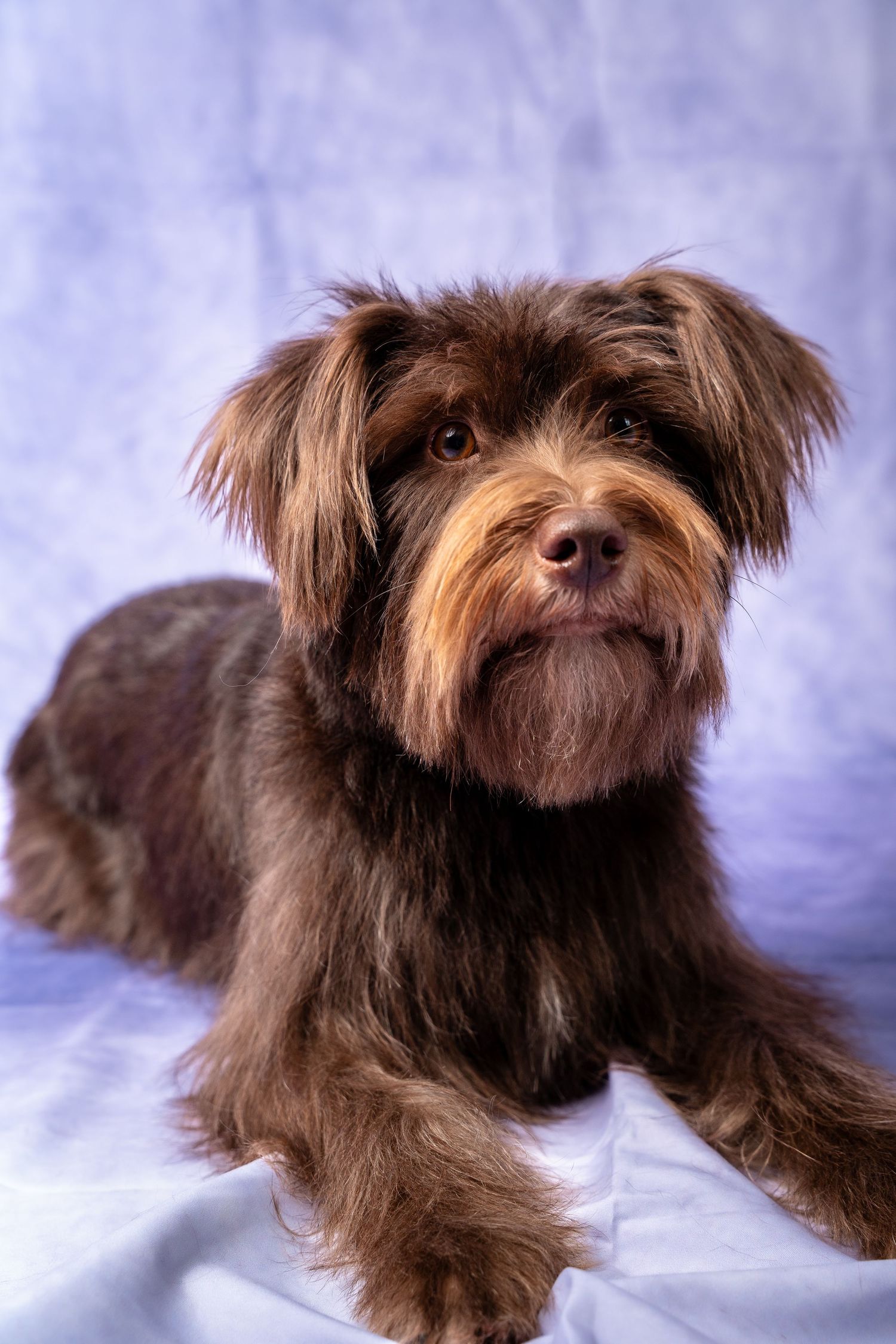 A chocolate-colored terrier mix dog with shaggy fur lies down on a blue backdrop.