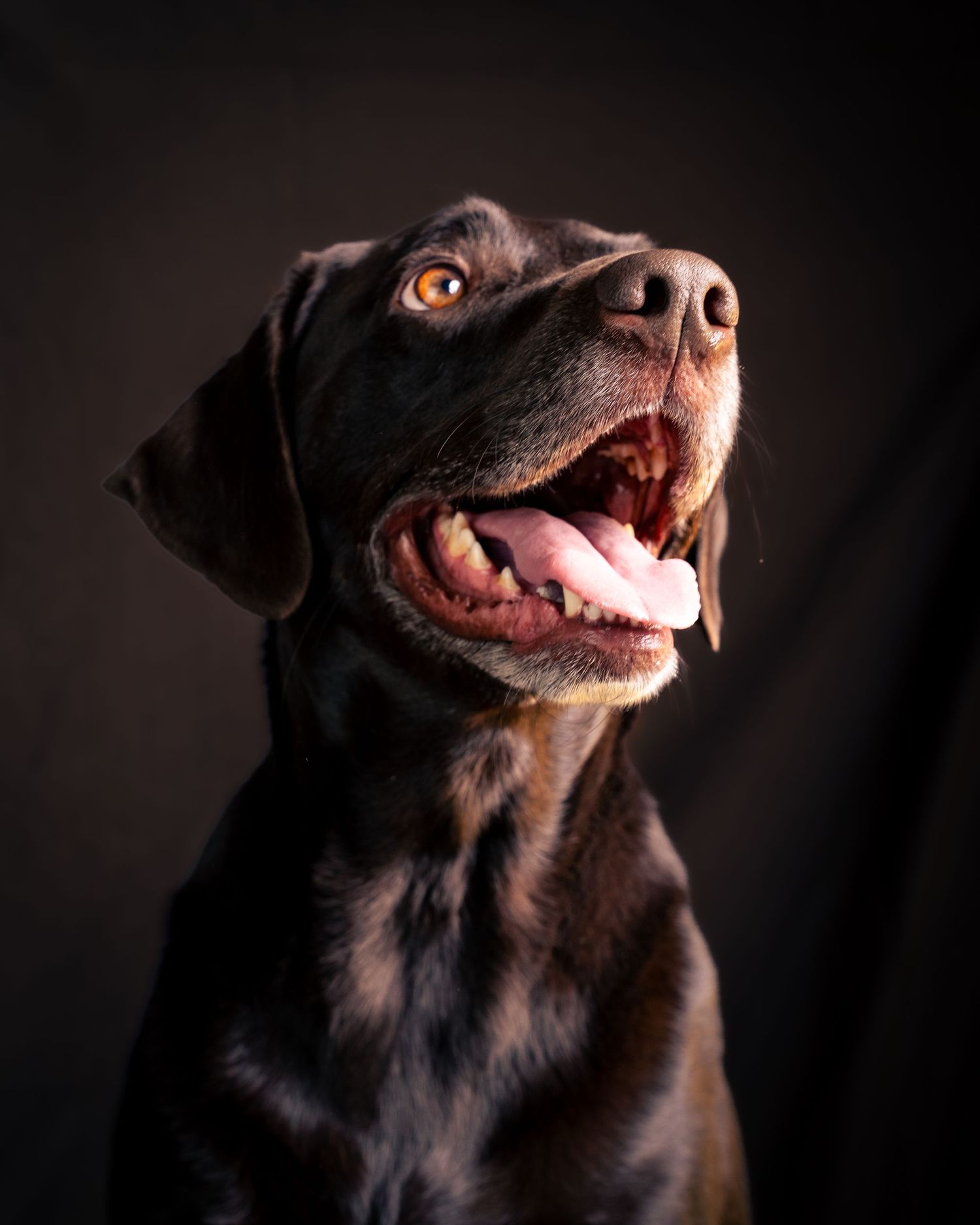Black Labrador dog with happy expression and open mouth looks up against dark background in studio portrait.
