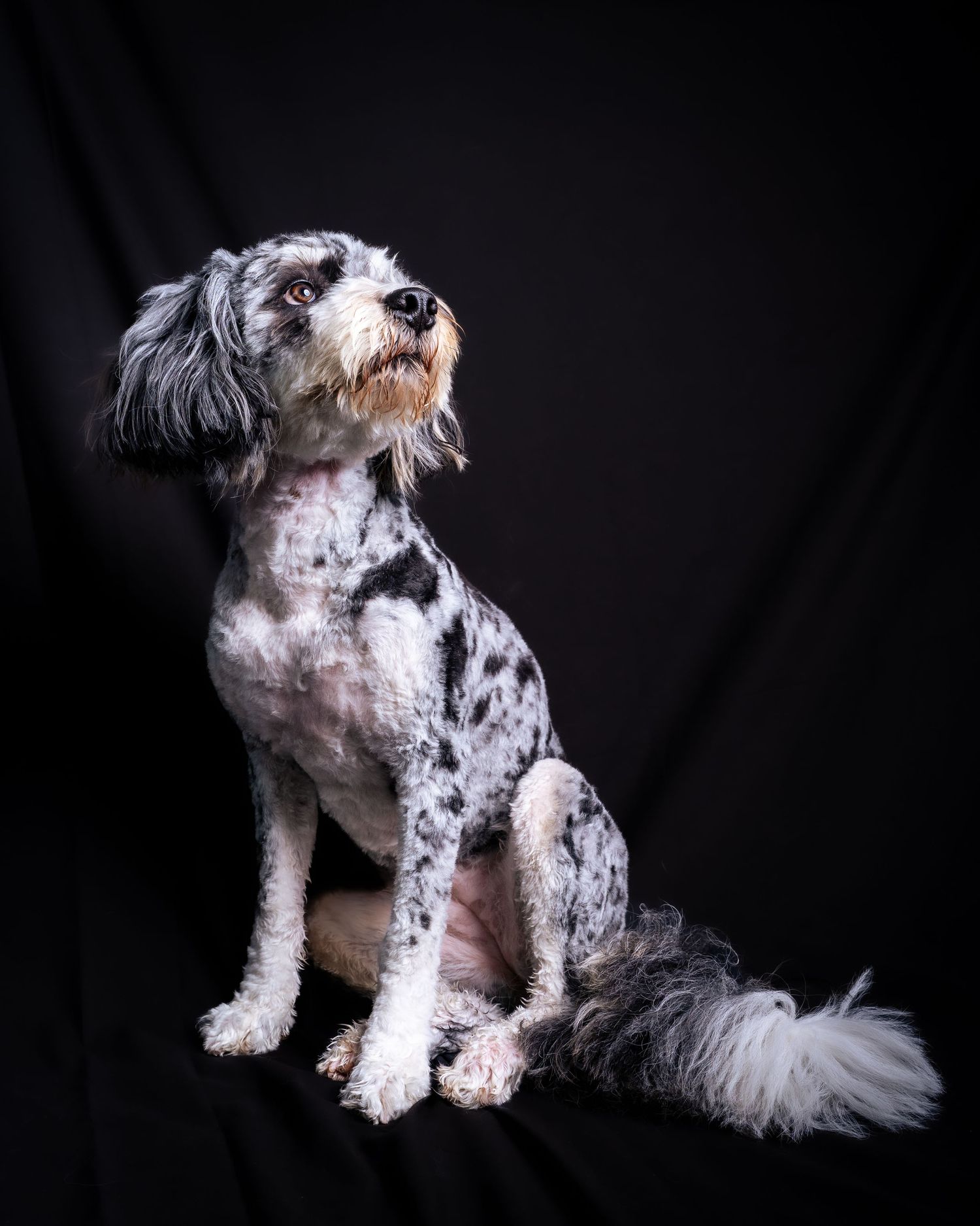 Black and white spotted dog with long fur sitting against dark background.